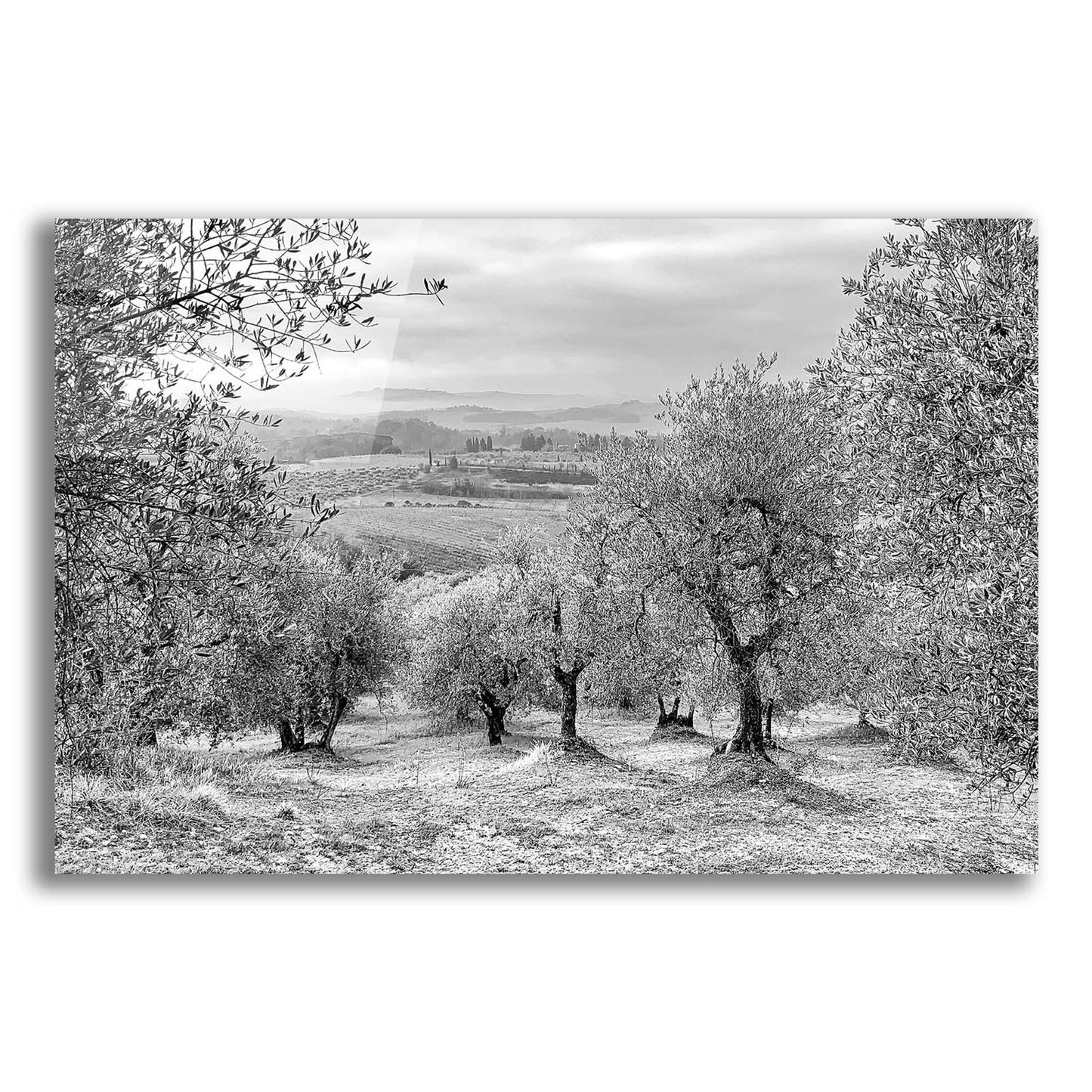 Epic Art 'Kansas or Chianti' by IMB, Acrylic Glass Wall Art,24x16