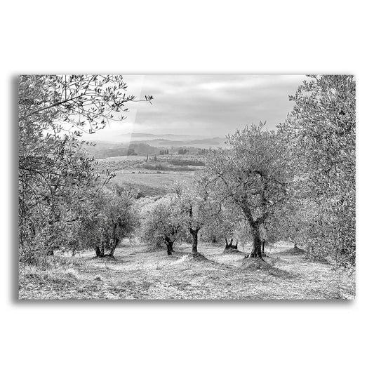 Epic Art 'Kansas or Chianti' by IMB, Acrylic Glass Wall Art