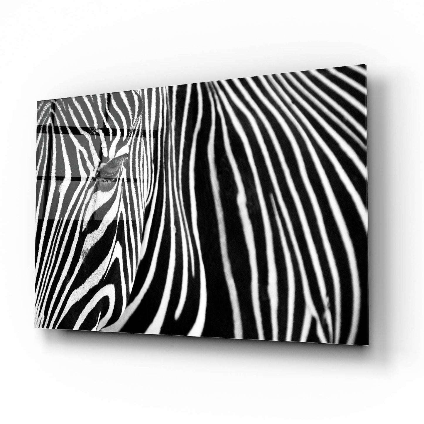 Epic Art 'Zebra in Lisbon Zoo' by Andy Mumford, Acrylic Glass Wall Art,16x12