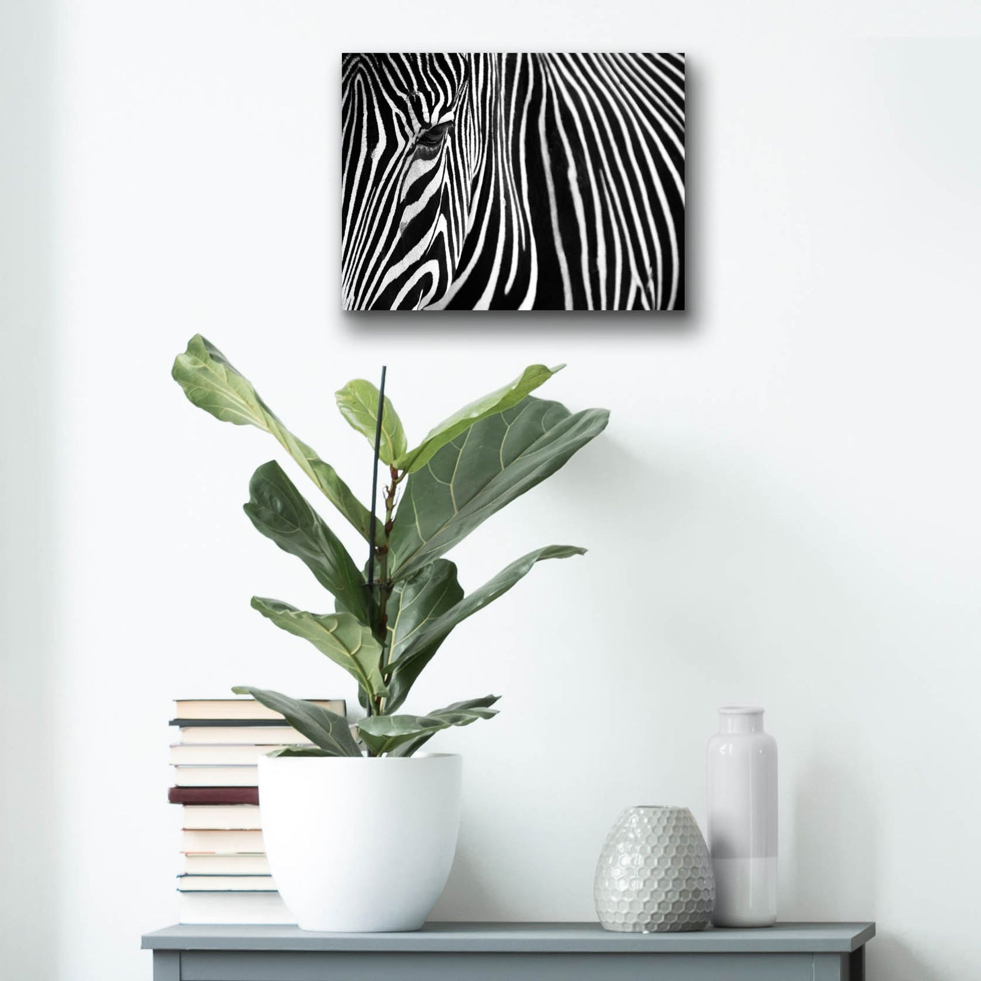 Epic Art 'Zebra in Lisbon Zoo' by Andy Mumford, Acrylic Glass Wall Art,16x12