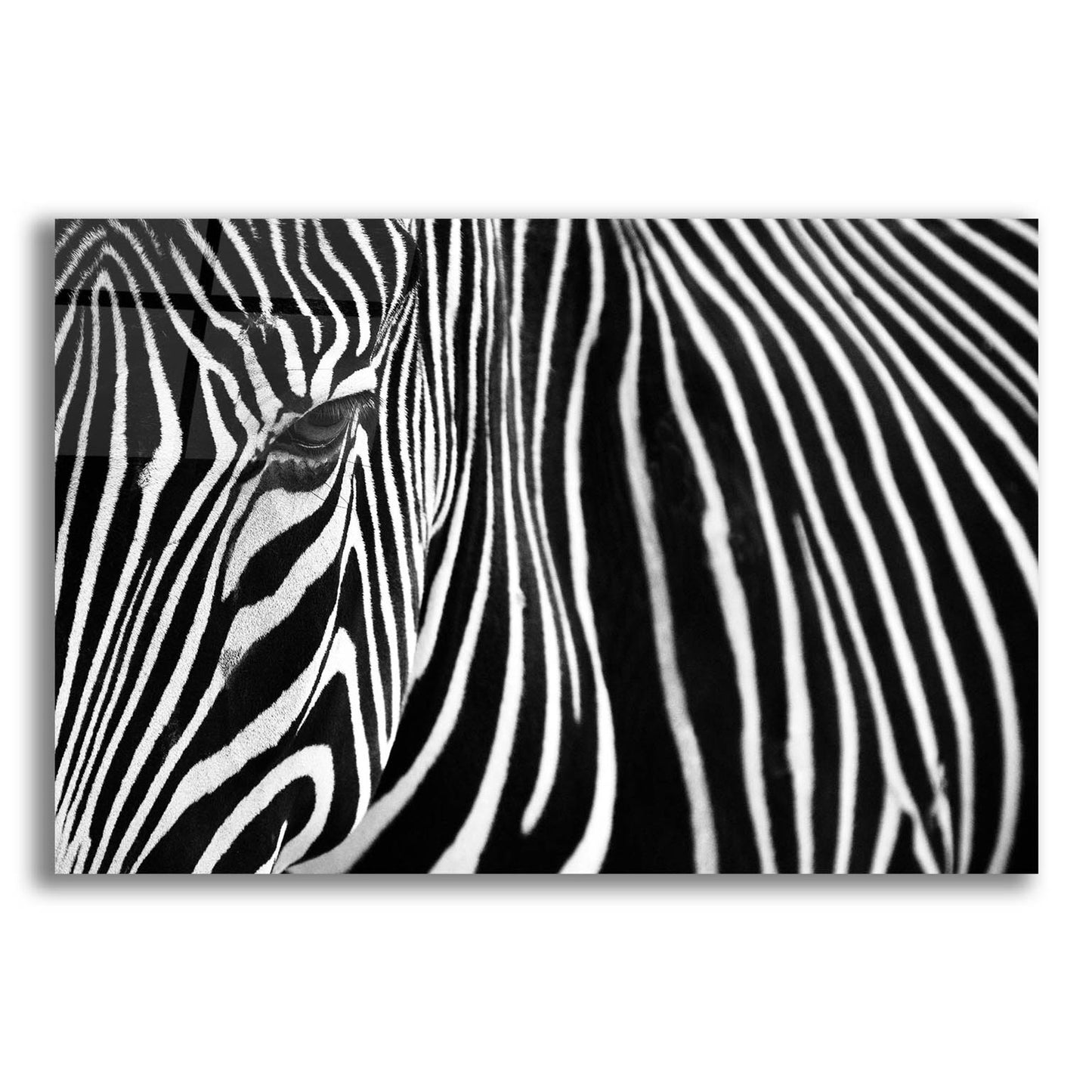 Epic Art 'Zebra in Lisbon Zoo' by Andy Mumford, Acrylic Glass Wall Art,16x12