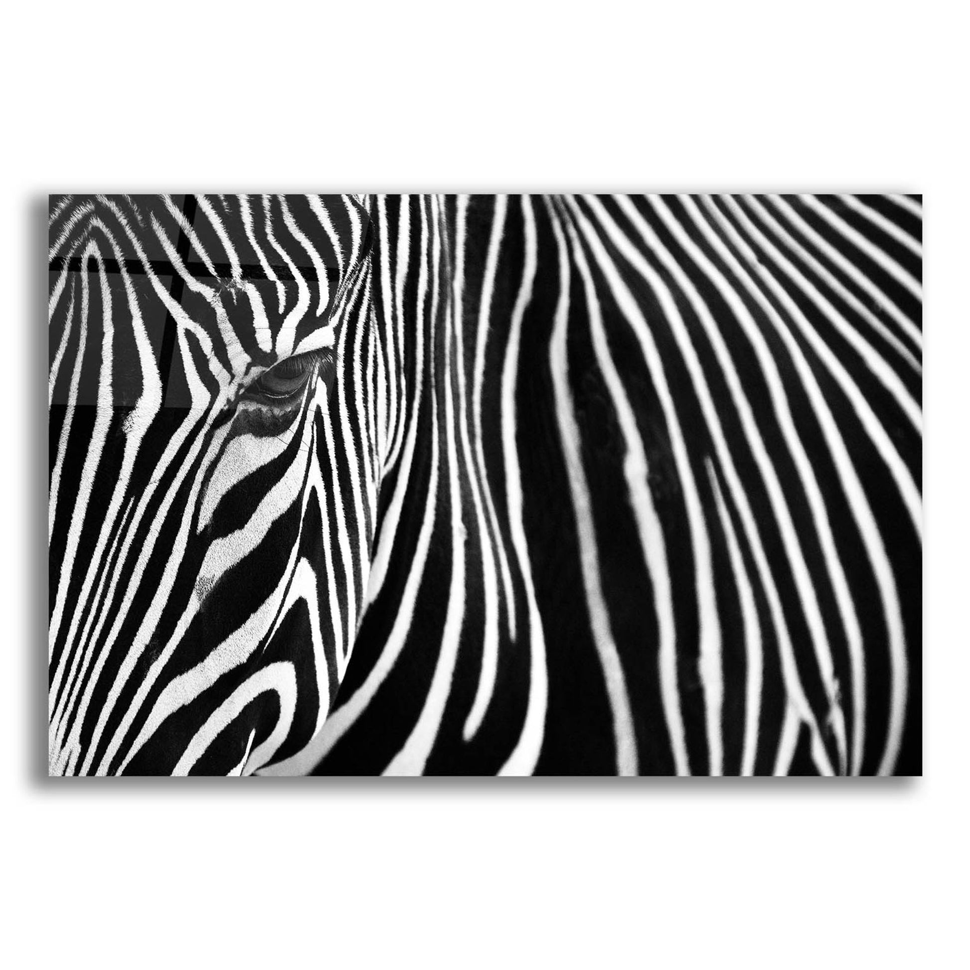 Epic Art 'Zebra in Lisbon Zoo' by Andy Mumford, Acrylic Glass Wall Art,16x12