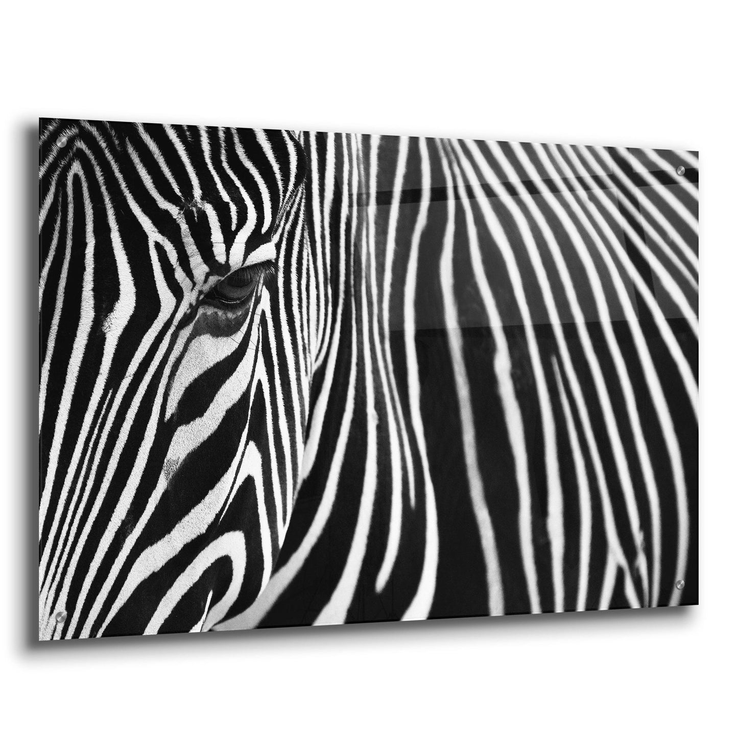 Epic Art 'Zebra in Lisbon Zoo' by Andy Mumford, Acrylic Glass Wall Art,36x24