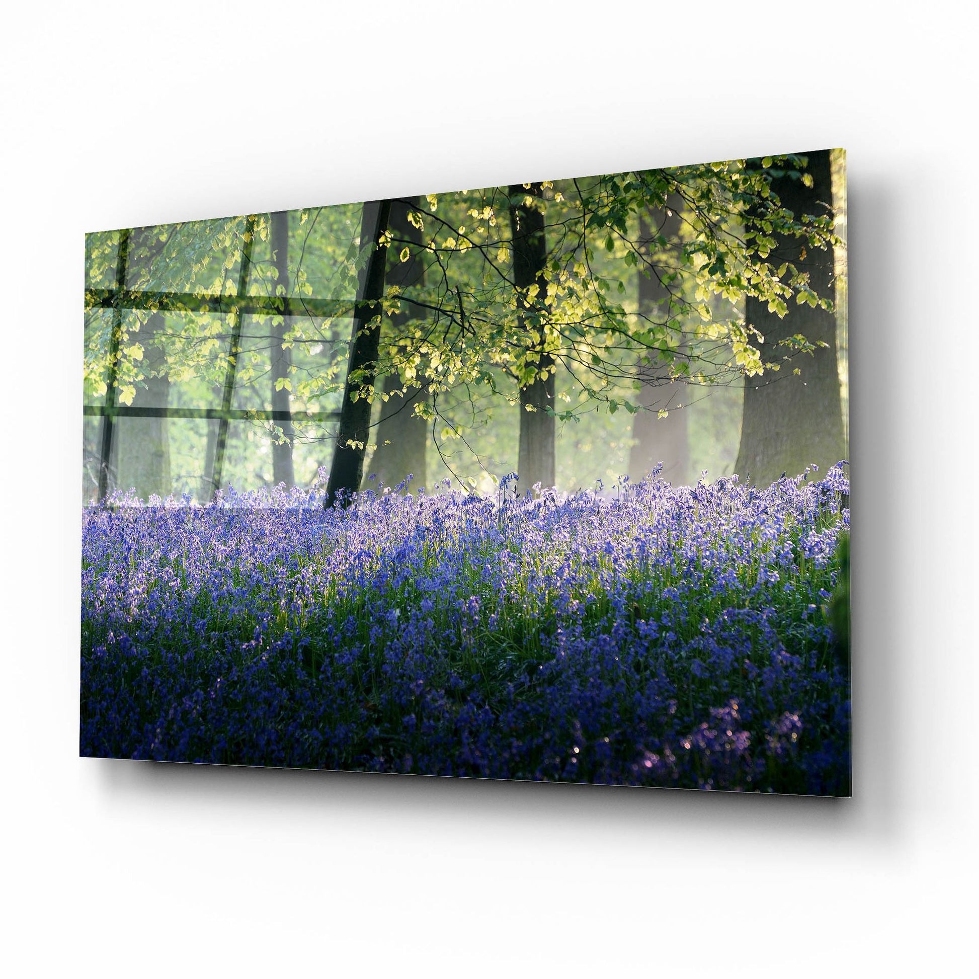 Epic Art 'Last Of The Bluebells' by Goncalves, Acrylic Glass Wall Art,16x12