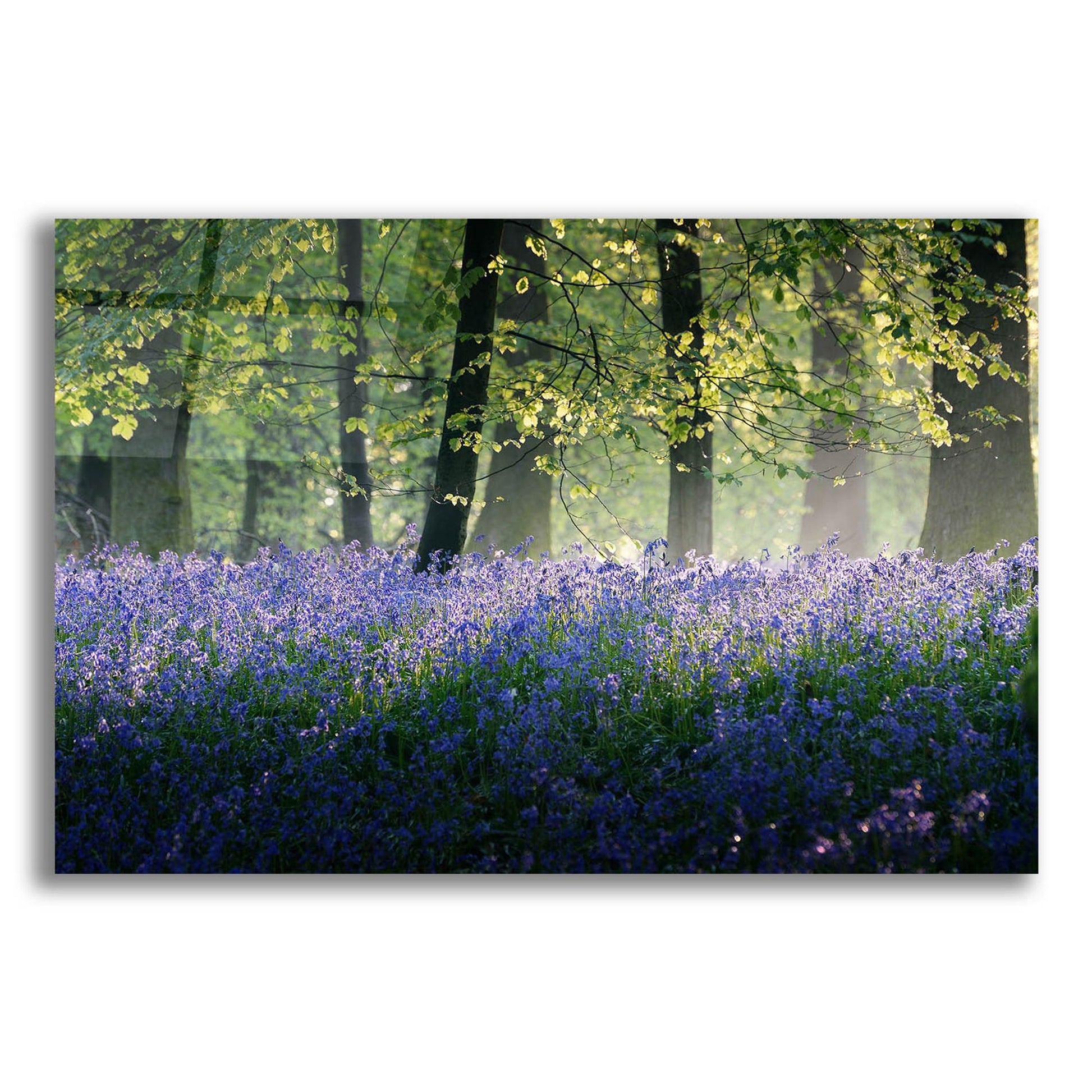 Epic Art 'Last Of The Bluebells' by Goncalves, Acrylic Glass Wall Art,24x16