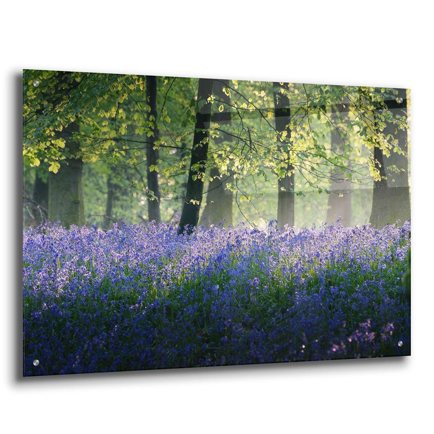 Epic Art 'Last Of The Bluebells' by Goncalves, Acrylic Glass Wall Art,36x24