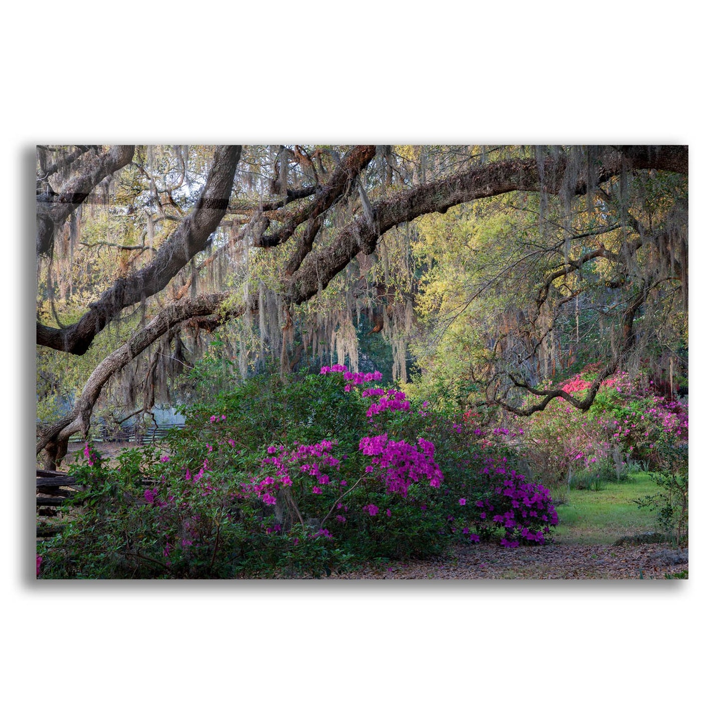 Epic Art 'Oaks And Azaleas' by H.J. Herrera, Acrylic Glass Wall Art,24x16