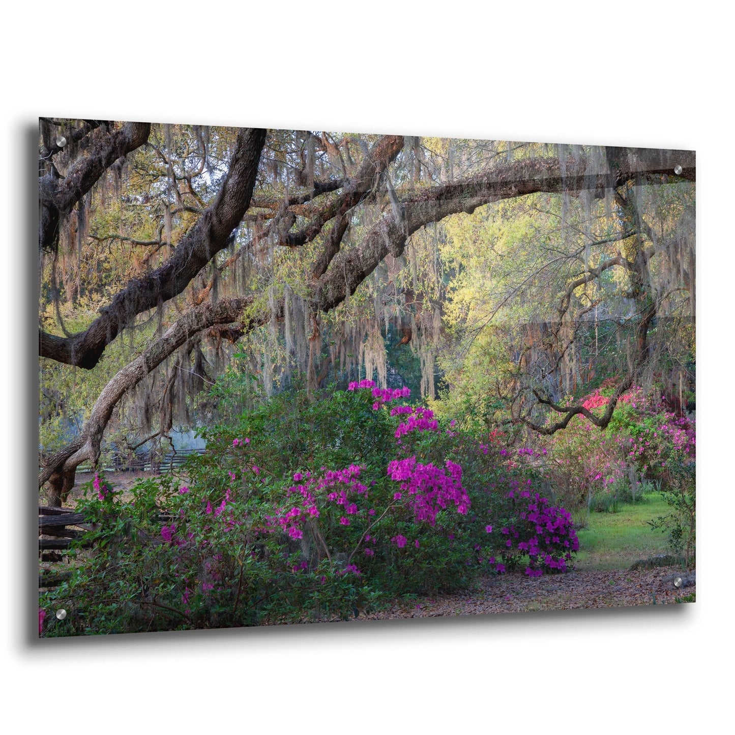 Epic Art 'Oaks And Azaleas' by H.J. Herrera, Acrylic Glass Wall Art,36x24