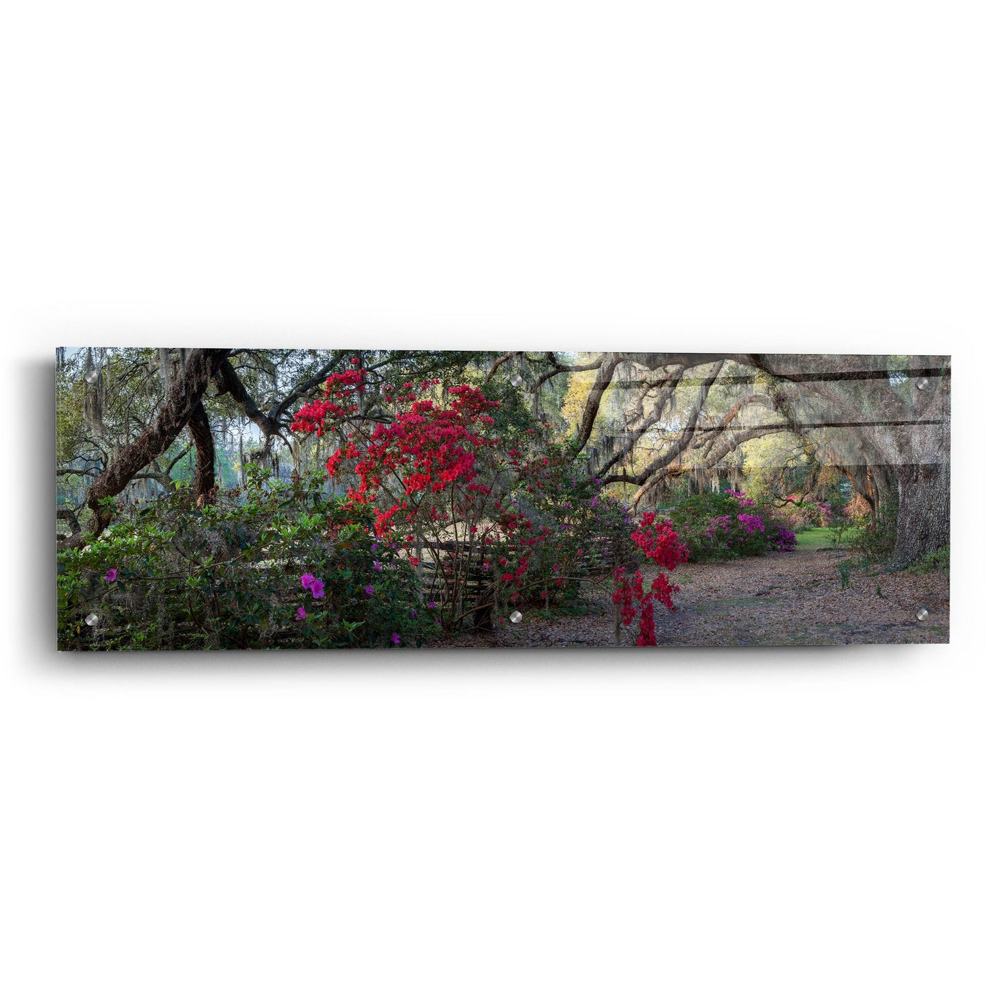 Epic Art 'Springtime Morning' by H.J. Herrera, Acrylic Glass Wall Art,36x12