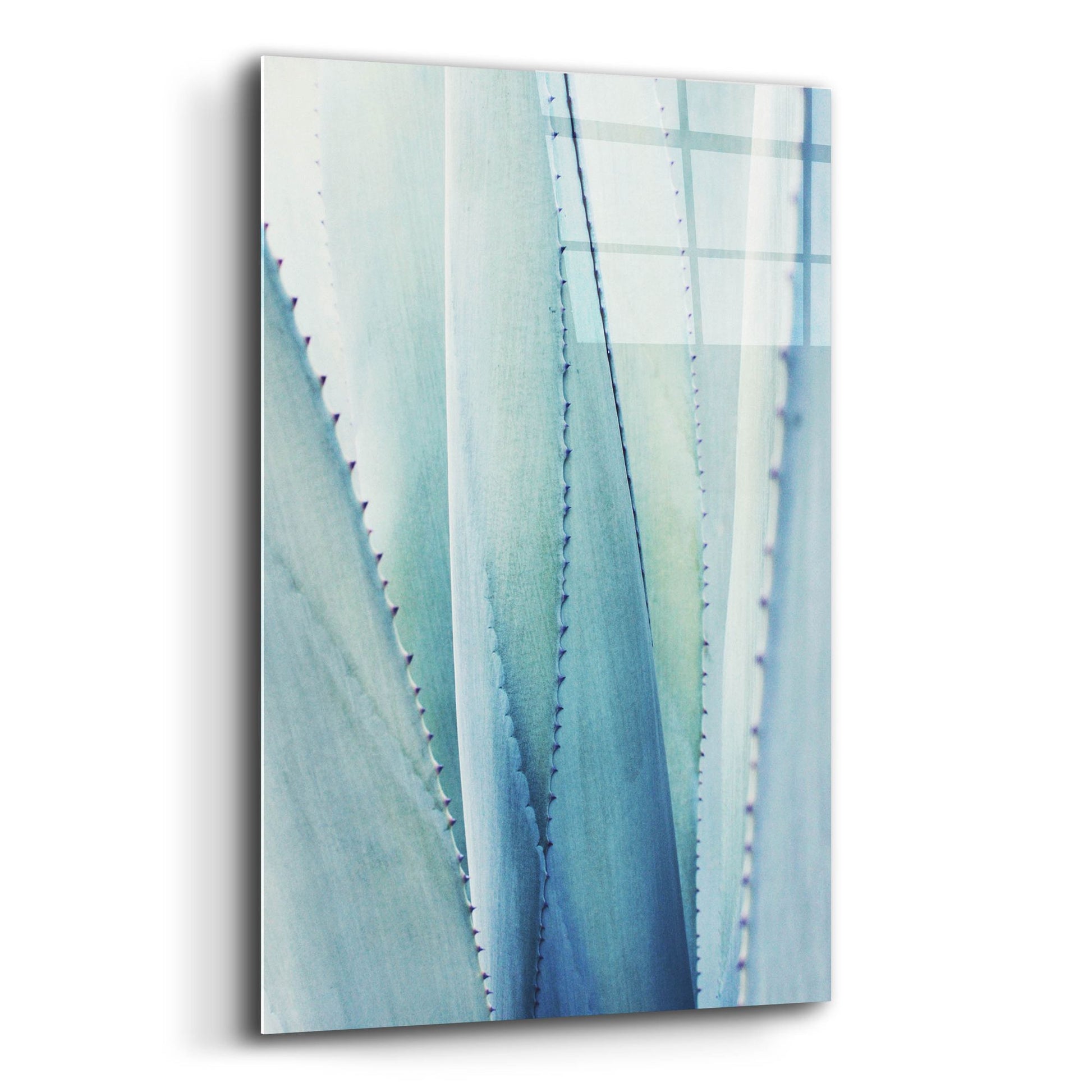 Epic Art 'Pale Blue Agave No. 1' by Lupen Grainne, Acrylic Glass Wall Art,12x16