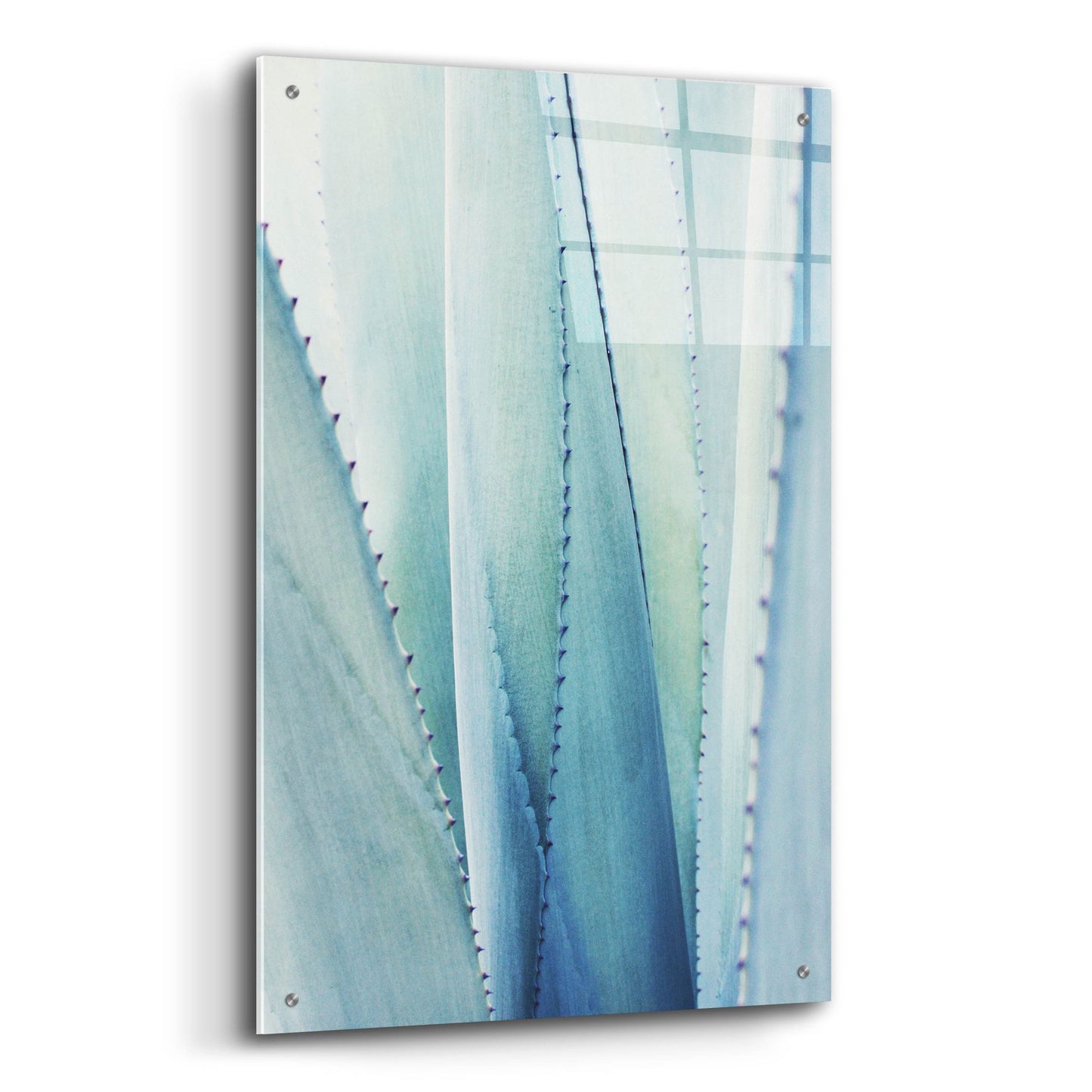 Epic Art 'Pale Blue Agave No. 1' by Lupen Grainne, Acrylic Glass Wall Art,24x36