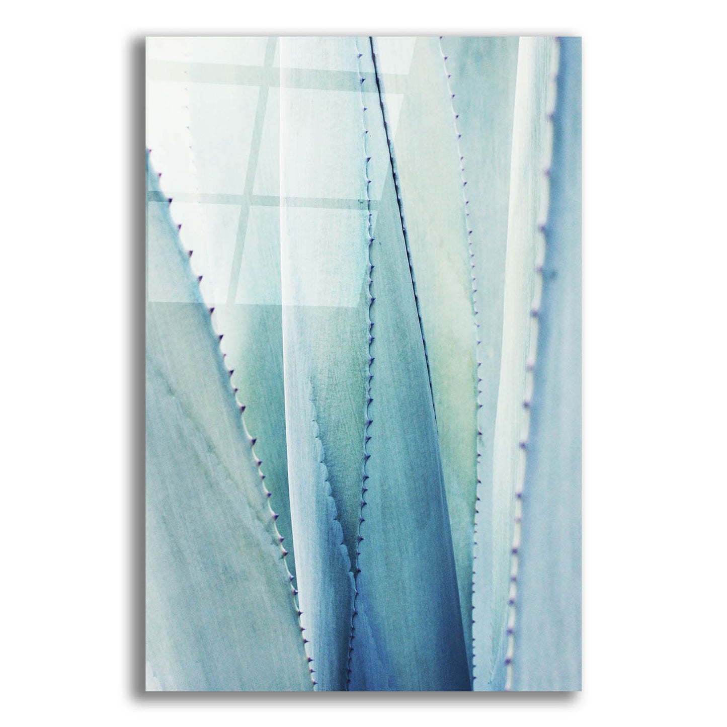 Epic Art 'Pale Blue Agave No. 1' by Lupen Grainne, Acrylic Glass Wall Art