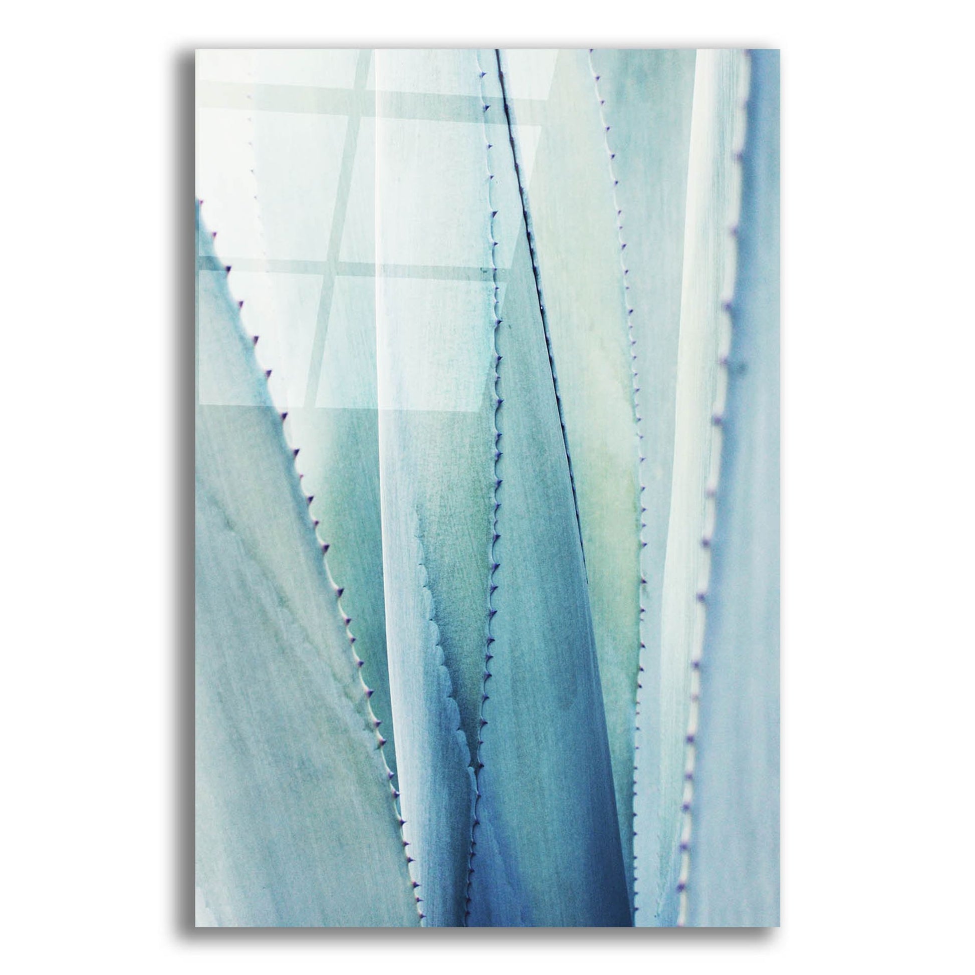 Epic Art 'Pale Blue Agave No. 1' by Lupen Grainne, Acrylic Glass Wall Art