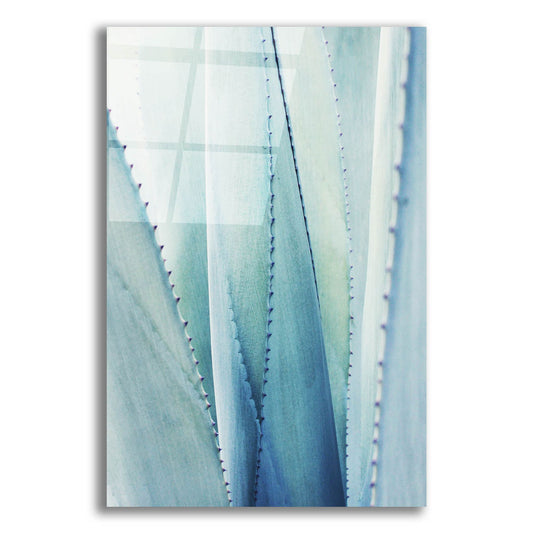 Epic Art 'Pale Blue Agave No. 1' by Lupen Grainne, Acrylic Glass Wall Art