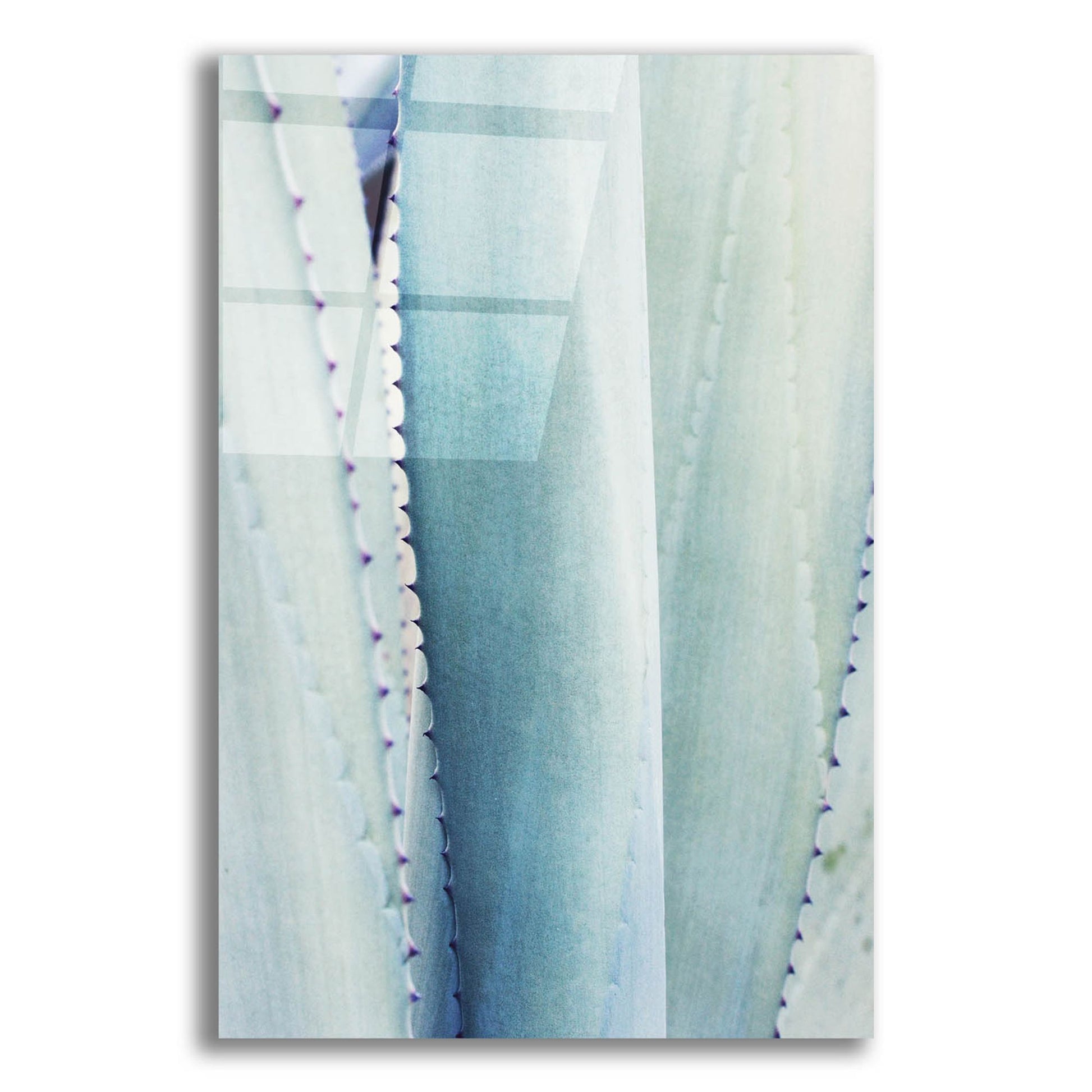 Epic Art 'Pale Blue Agave No. 3' by Lupen Grainne, Acrylic Glass Wall Art