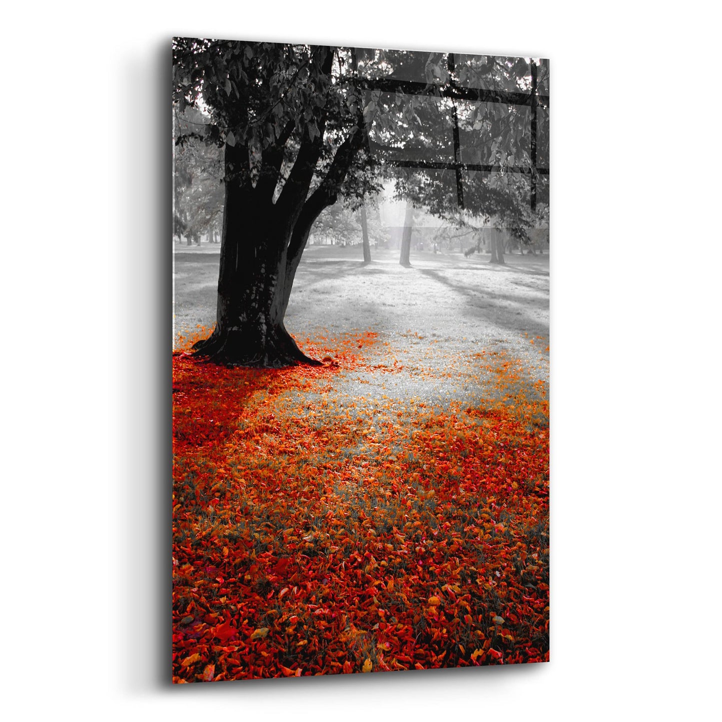 Epic Art 'Autumn Contrast' by Photoinc Studio, Acrylic Glass Wall Art,12x16