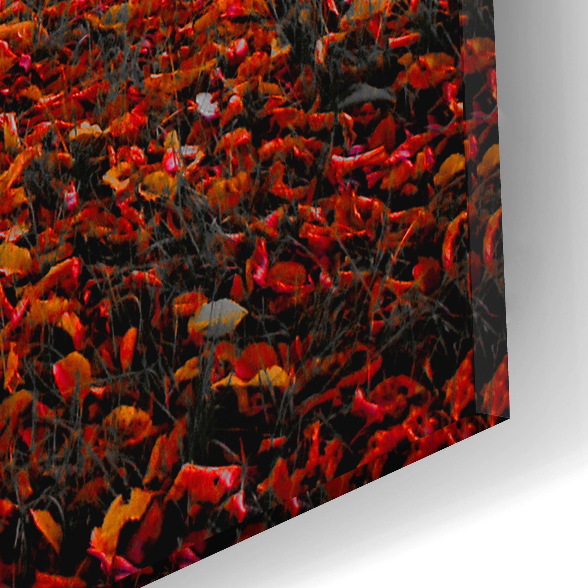 Epic Art 'Autumn Contrast' by Photoinc Studio, Acrylic Glass Wall Art,12x16