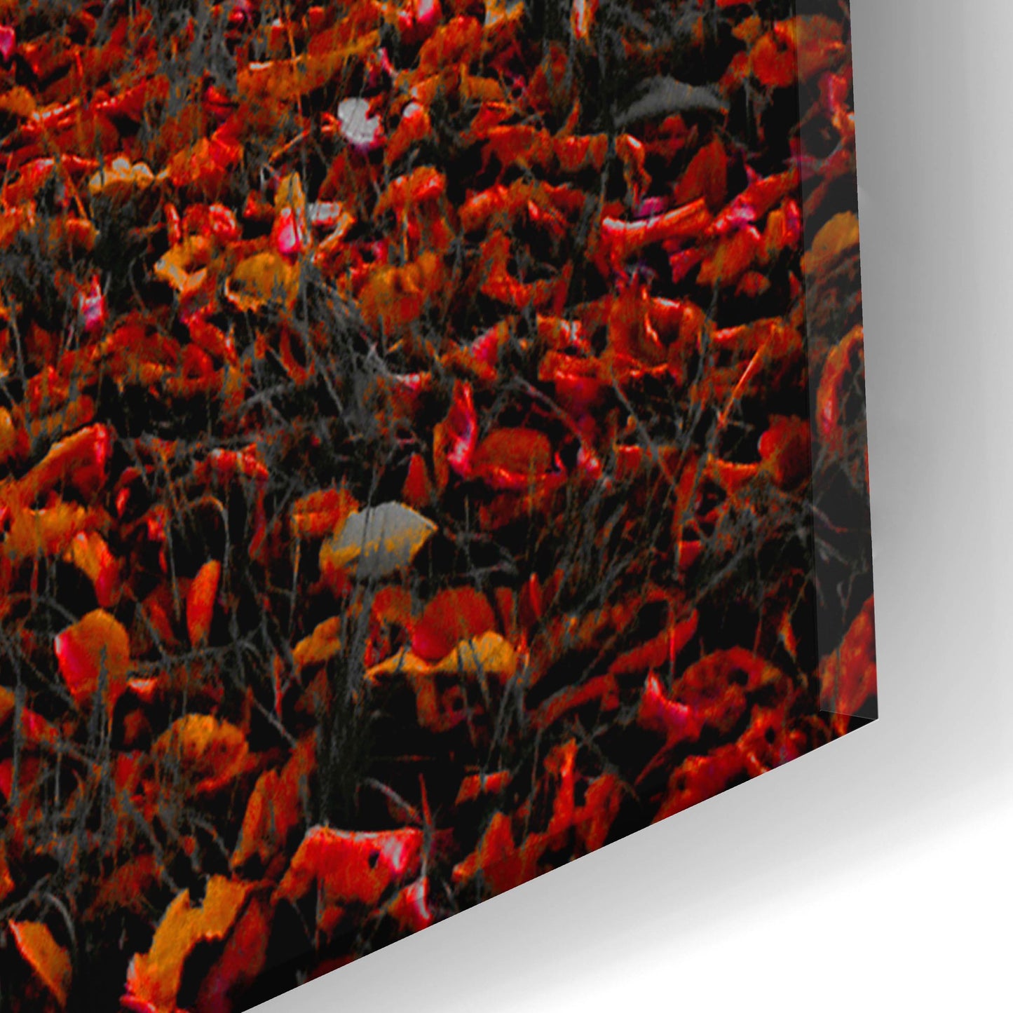 Epic Art 'Autumn Contrast' by Photoinc Studio, Acrylic Glass Wall Art,16x24