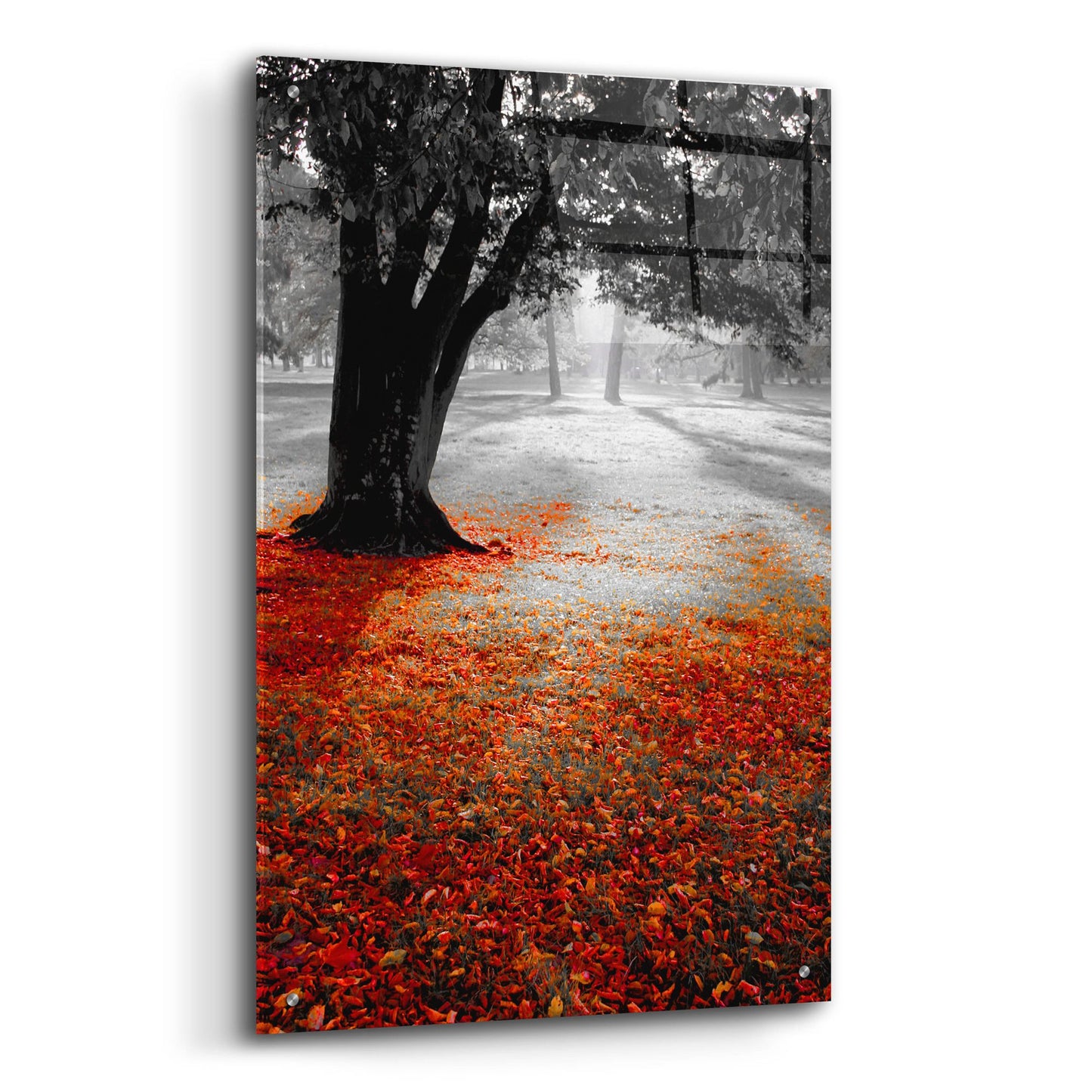 Epic Art 'Autumn Contrast' by Photoinc Studio, Acrylic Glass Wall Art,24x36