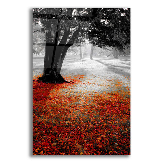 Epic Art 'Autumn Contrast' by Photoinc Studio, Acrylic Glass Wall Art