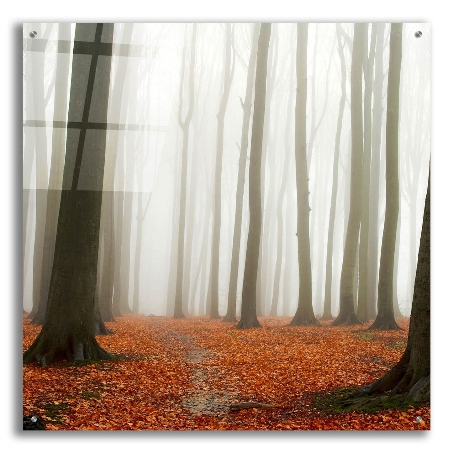 Epic Art 'Autumn Forest Floor' by Photoinc Studio, Acrylic Glass Wall Art