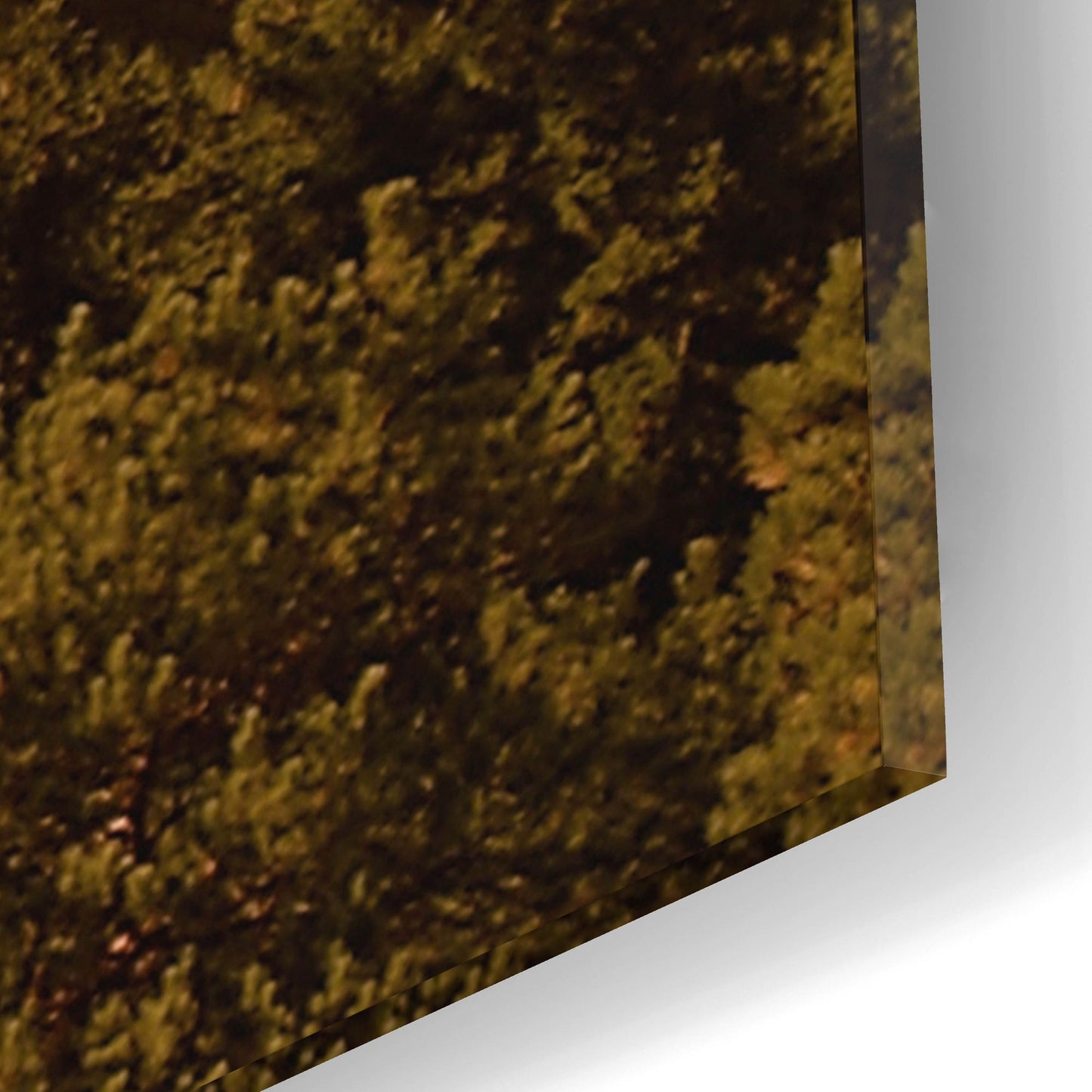 Epic Art 'Autumn Forest' by Photoinc Studio, Acrylic Glass Wall Art,12x16