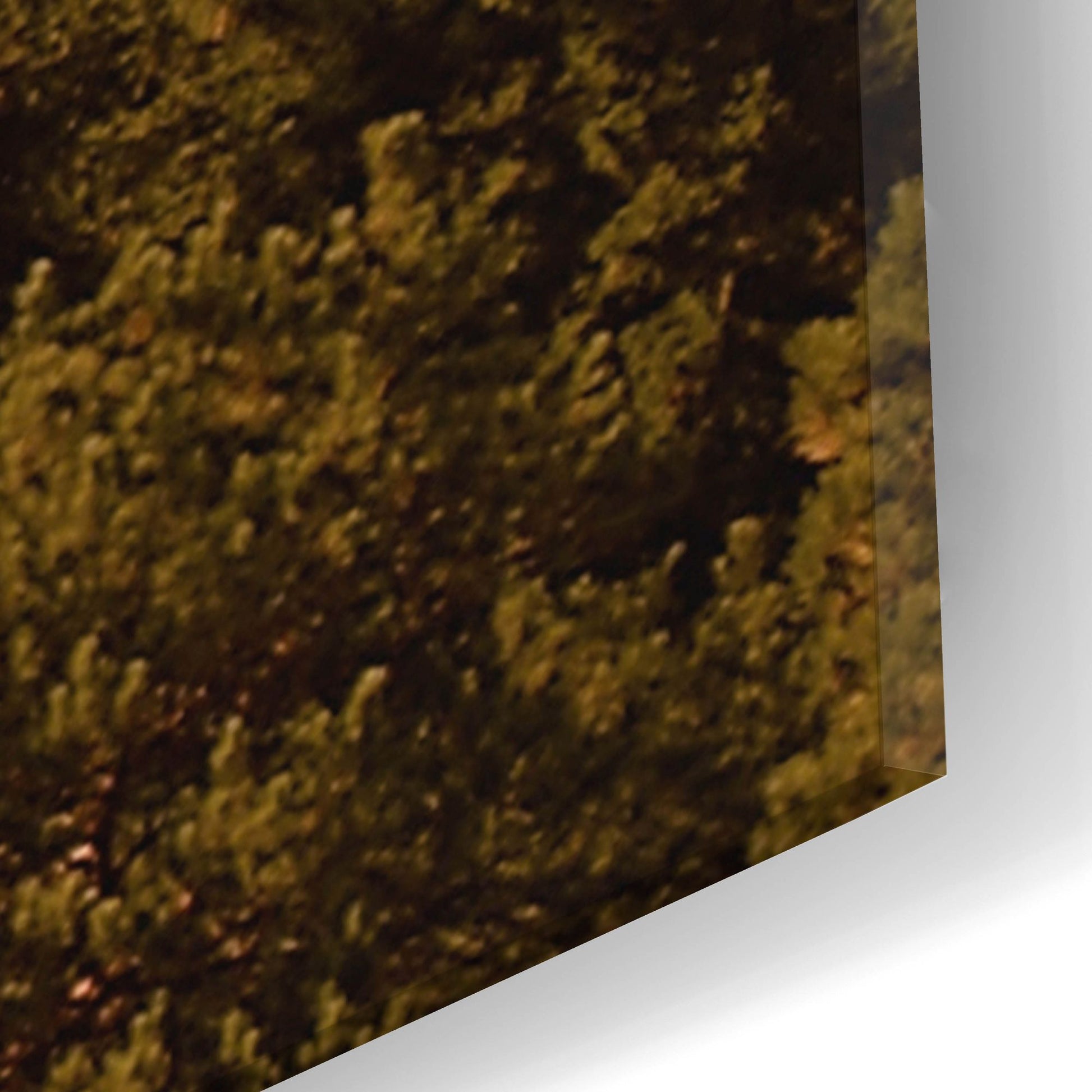 Epic Art 'Autumn Forest' by Photoinc Studio, Acrylic Glass Wall Art,16x24