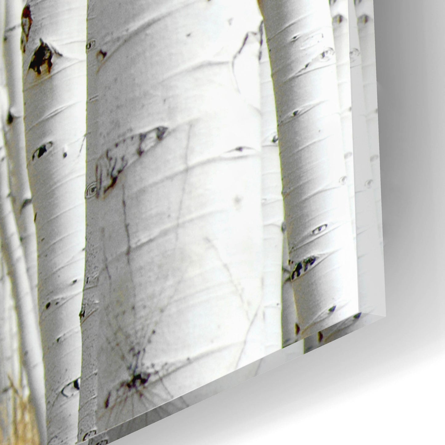 Epic Art 'Birch Wood' by Photoinc Studio, Acrylic Glass Wall Art,16x12