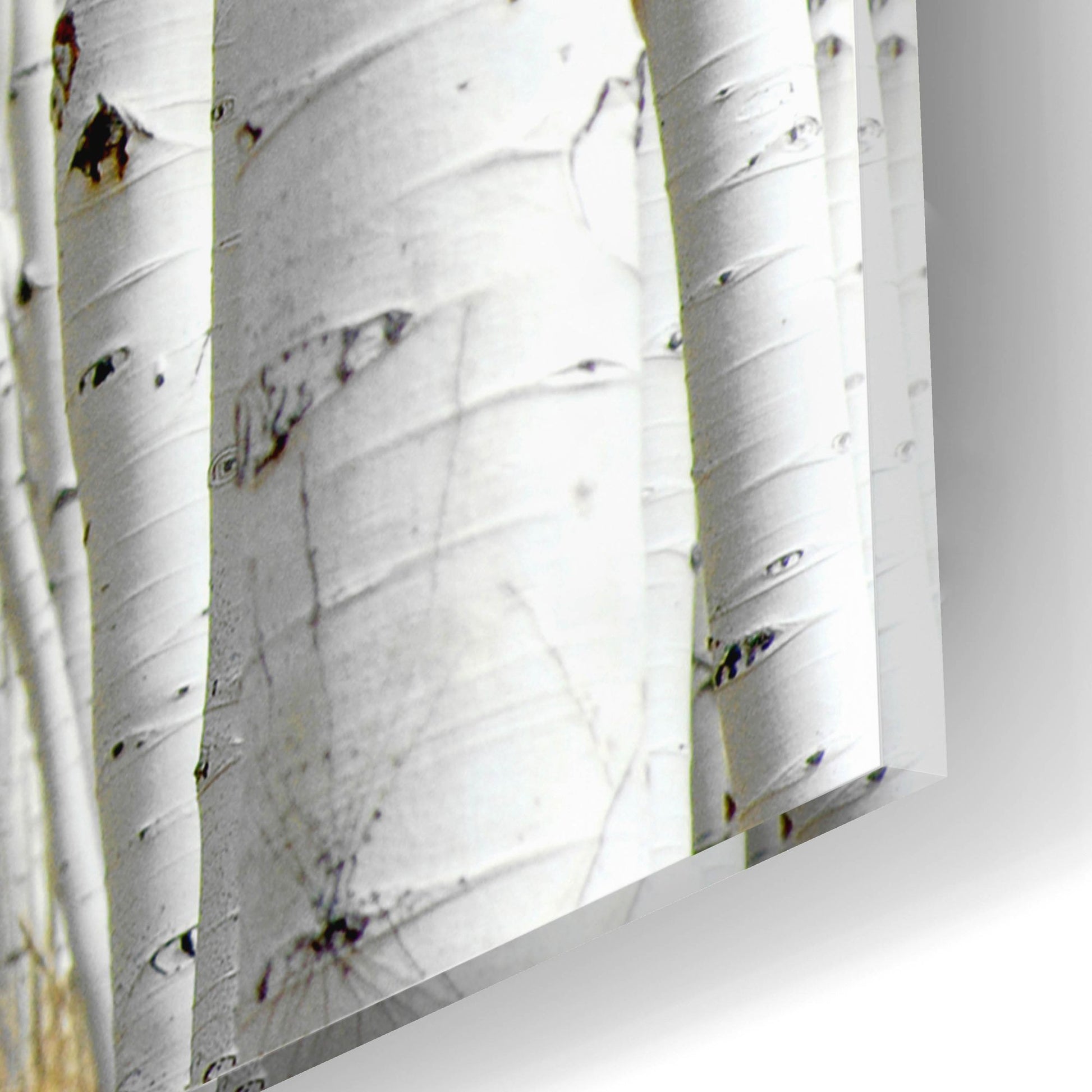 Epic Art 'Birch Wood' by Photoinc Studio, Acrylic Glass Wall Art,16x12
