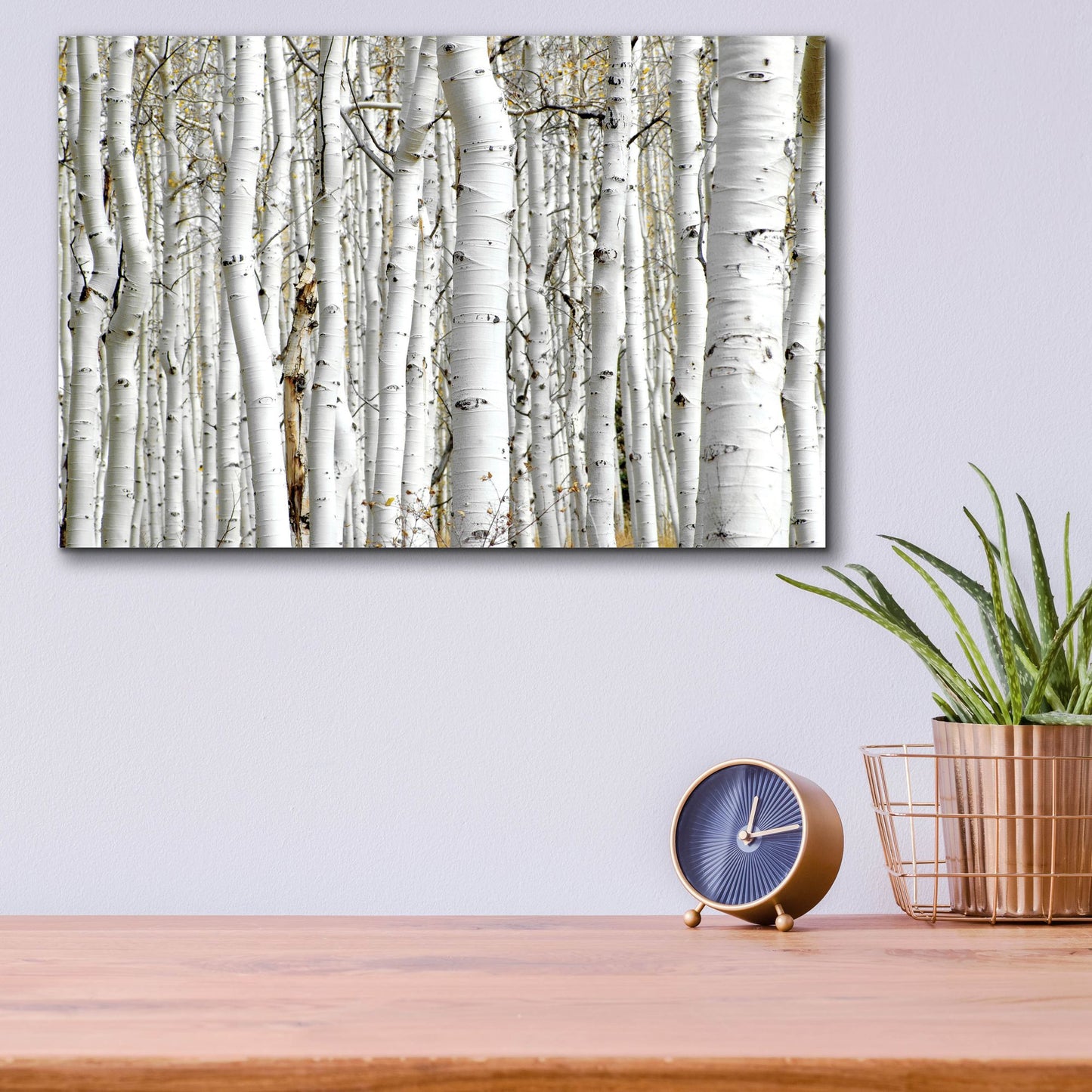 Epic Art 'Birch Wood' by Photoinc Studio, Acrylic Glass Wall Art,16x12