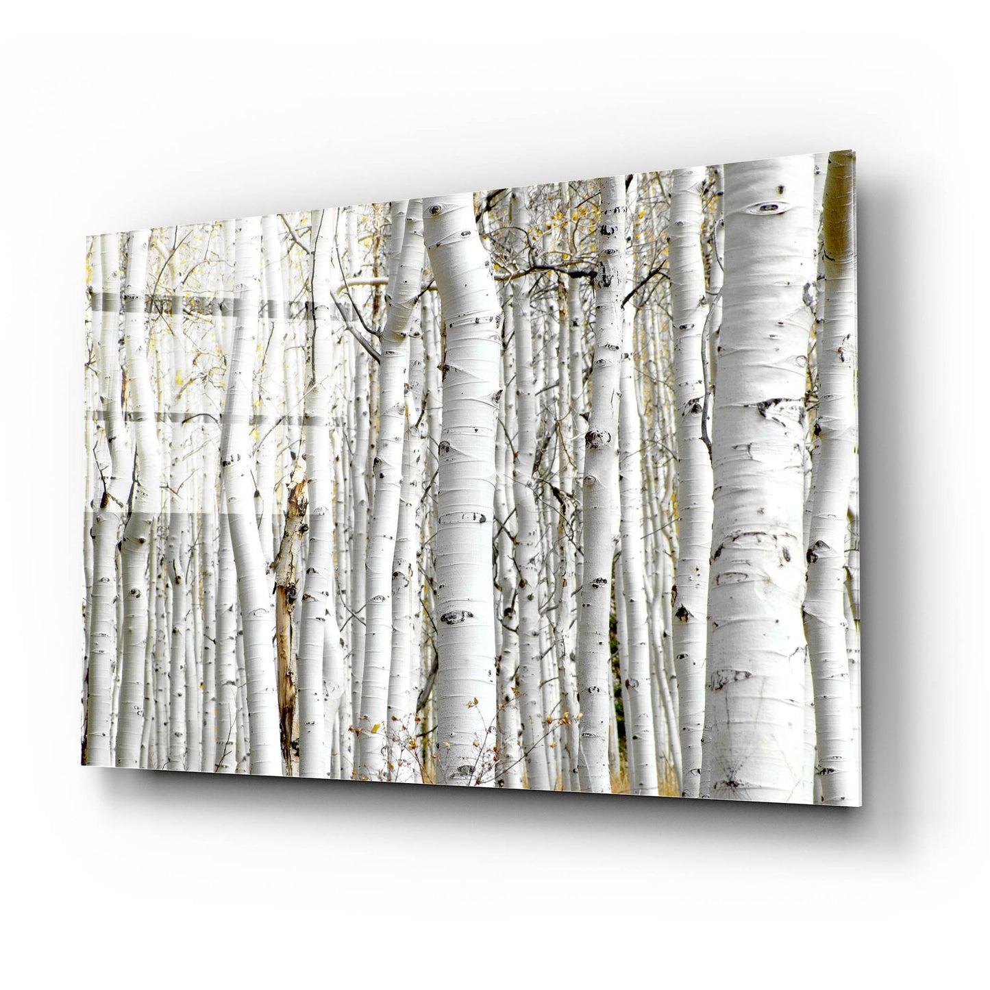 Epic Art 'Birch Wood' by Photoinc Studio, Acrylic Glass Wall Art,24x16