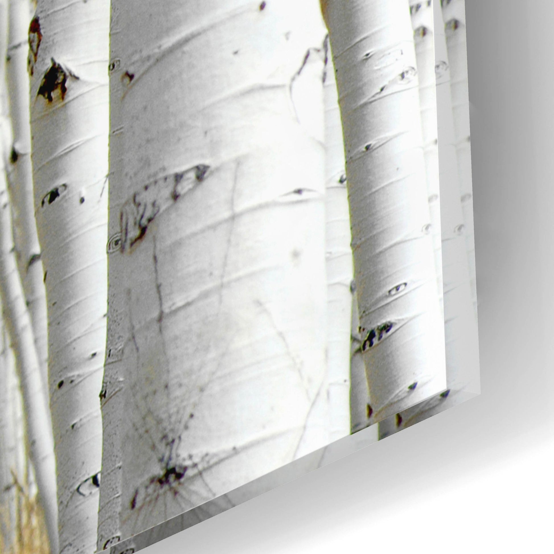 Epic Art 'Birch Wood' by Photoinc Studio, Acrylic Glass Wall Art,24x16
