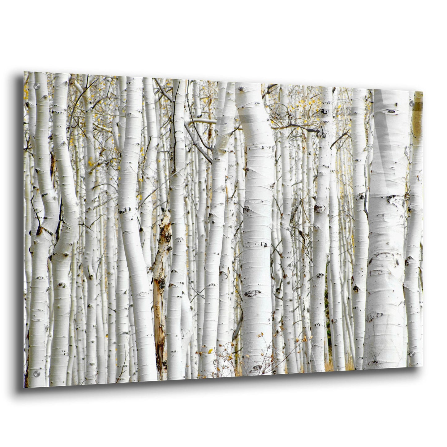 Epic Art 'Birch Wood' by Photoinc Studio, Acrylic Glass Wall Art,36x24