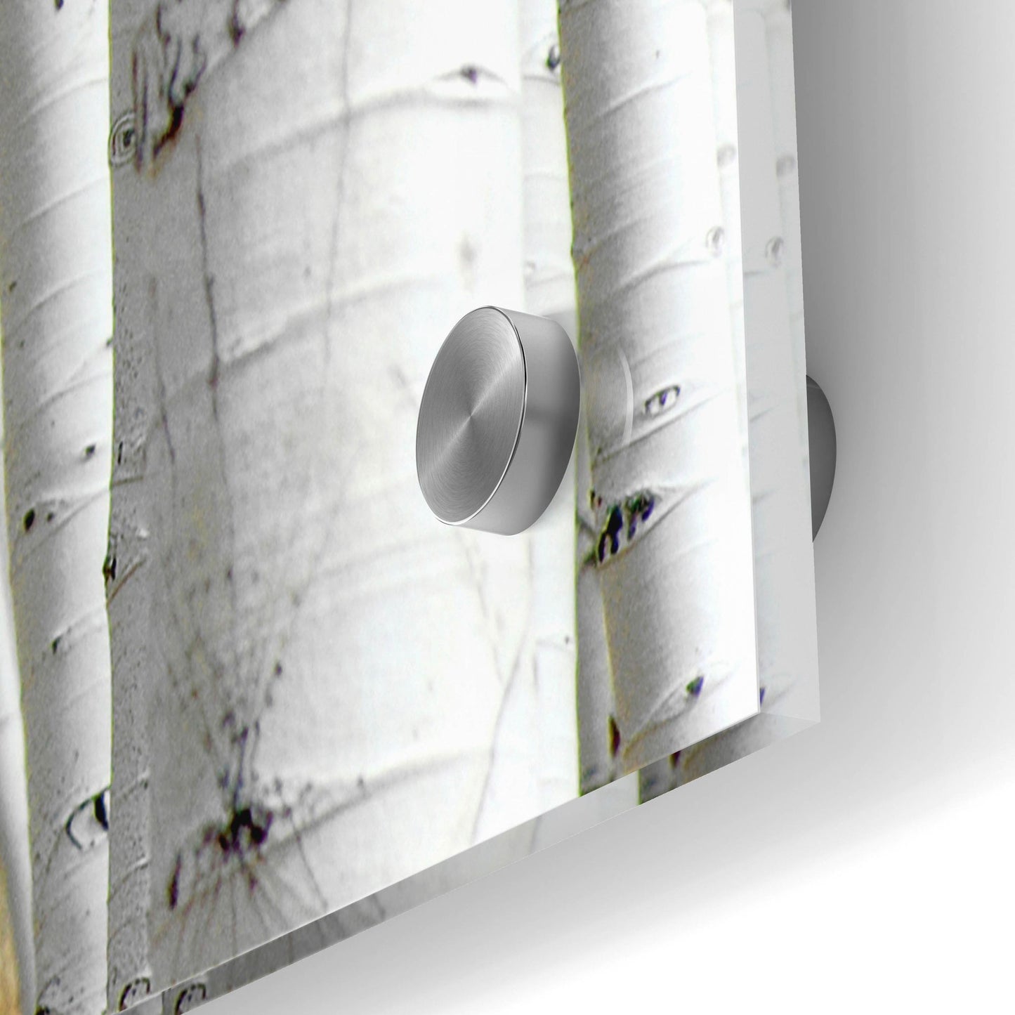 Epic Art 'Birch Wood' by Photoinc Studio, Acrylic Glass Wall Art,36x24