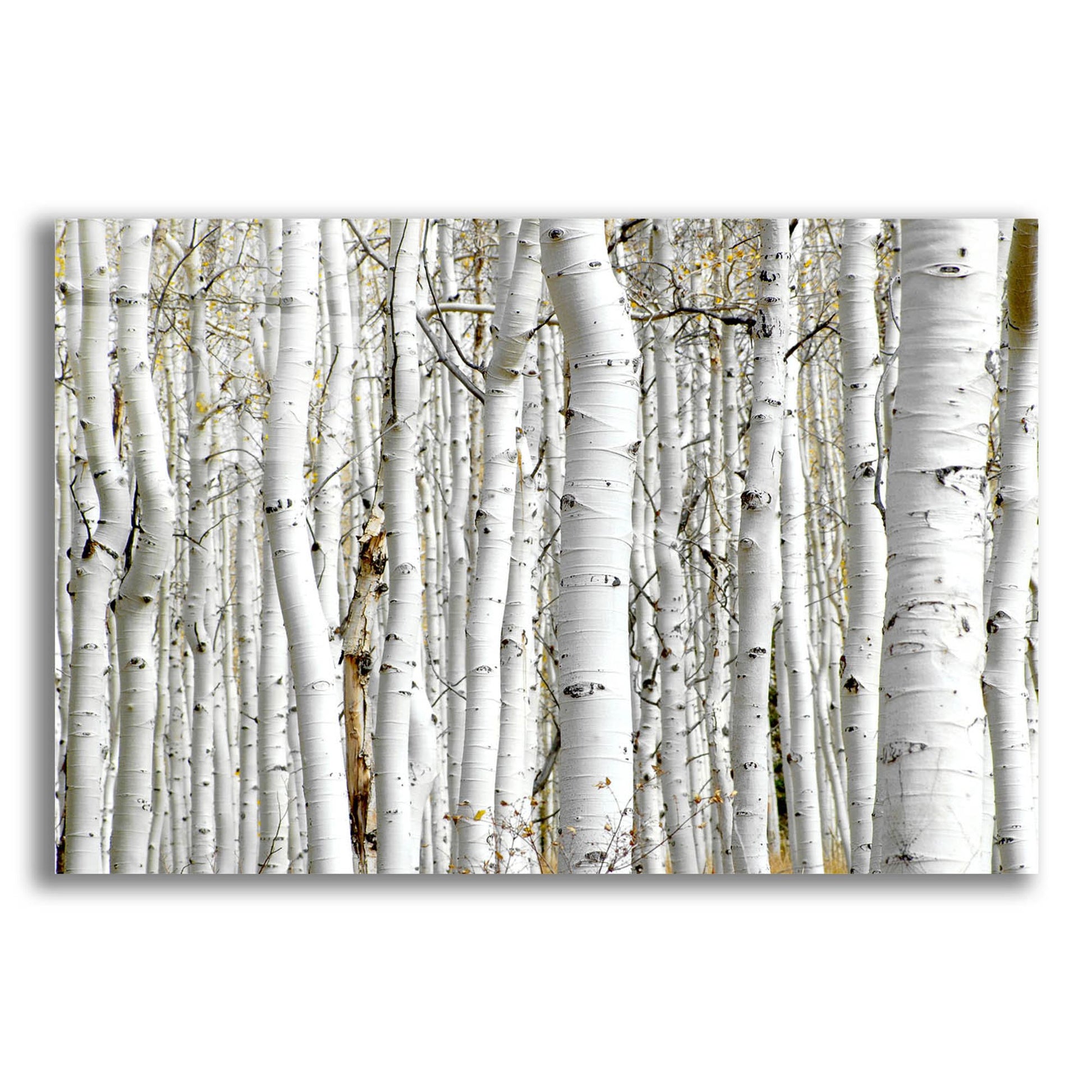Epic Art 'Birch Wood' by Photoinc Studio, Acrylic Glass Wall Art