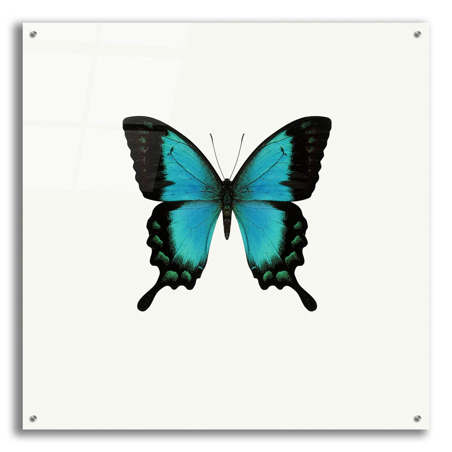 Epic Art 'Blue Butterfly' by Photoinc Studio, Acrylic Glass Wall Art