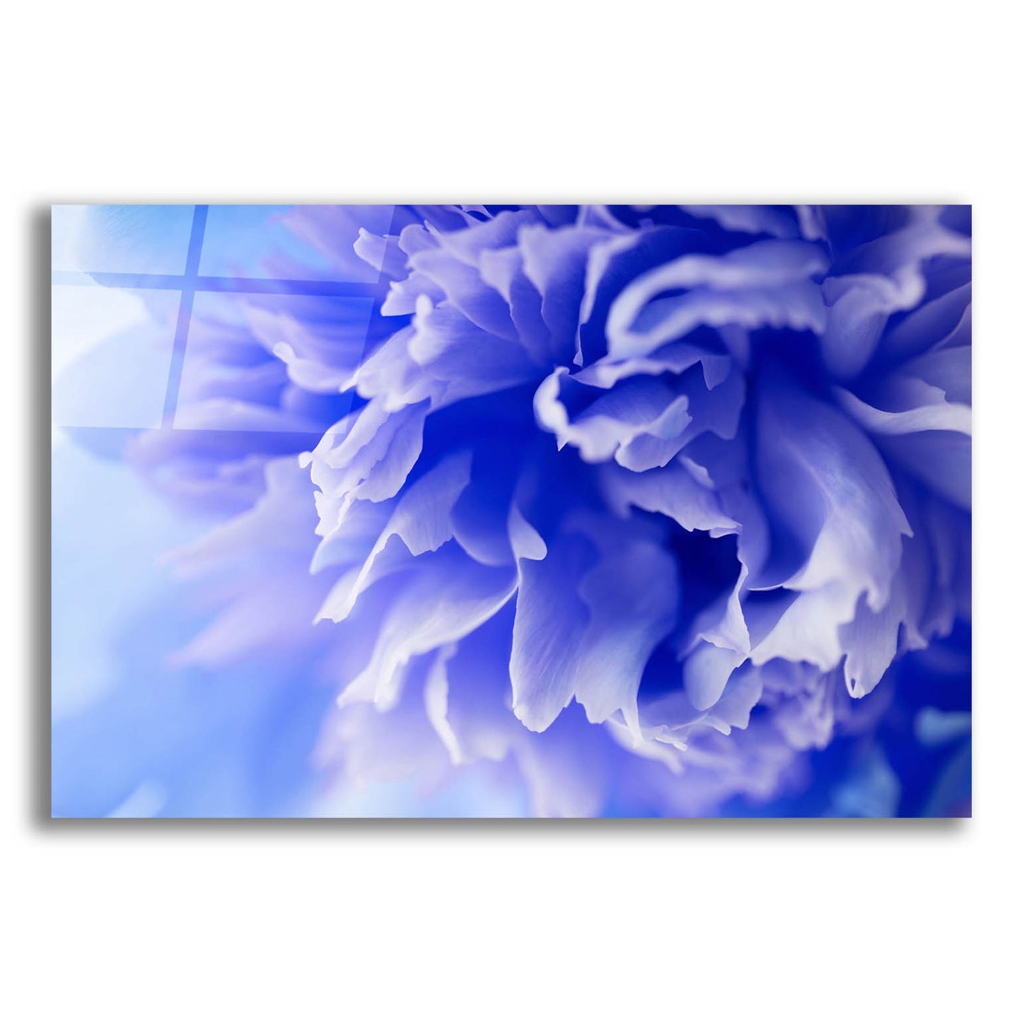 Epic Art 'Blue Flower' by Photoinc Studio, Acrylic Glass Wall Art,24x16