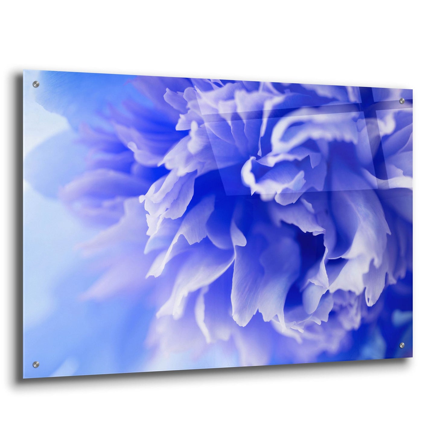 Epic Art 'Blue Flower' by Photoinc Studio, Acrylic Glass Wall Art,36x24