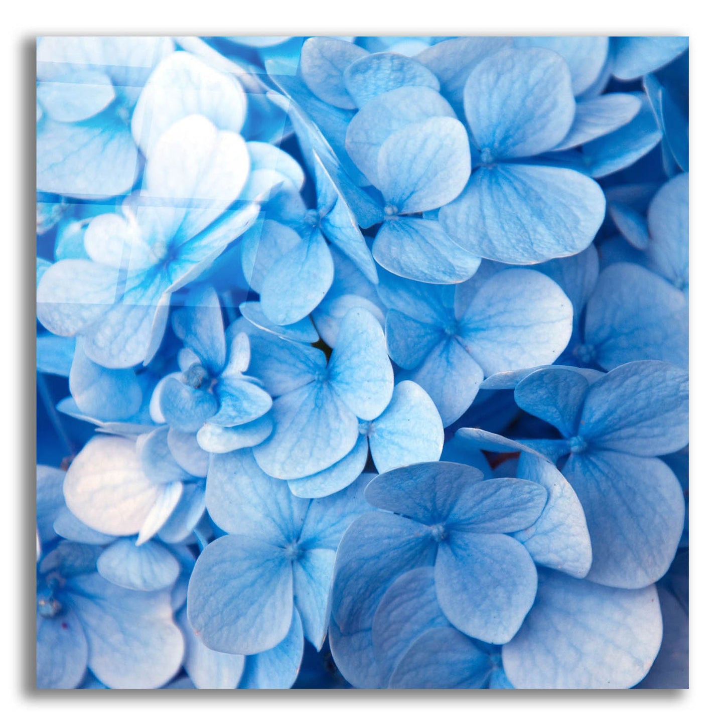 Epic Art 'Blue Flowers' by Photoinc Studio, Acrylic Glass Wall Art