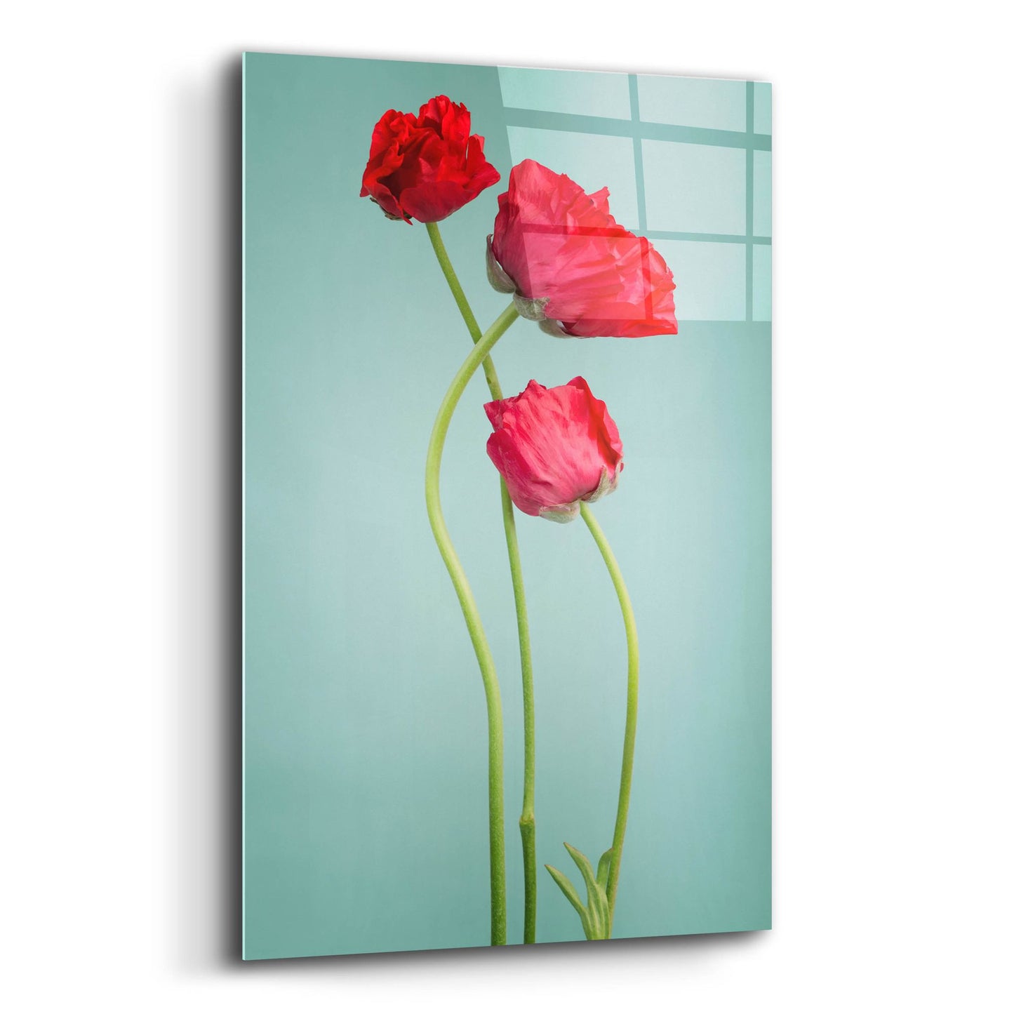 Epic Art 'Blue Poppy' by Photoinc Studio, Acrylic Glass Wall Art,12x16