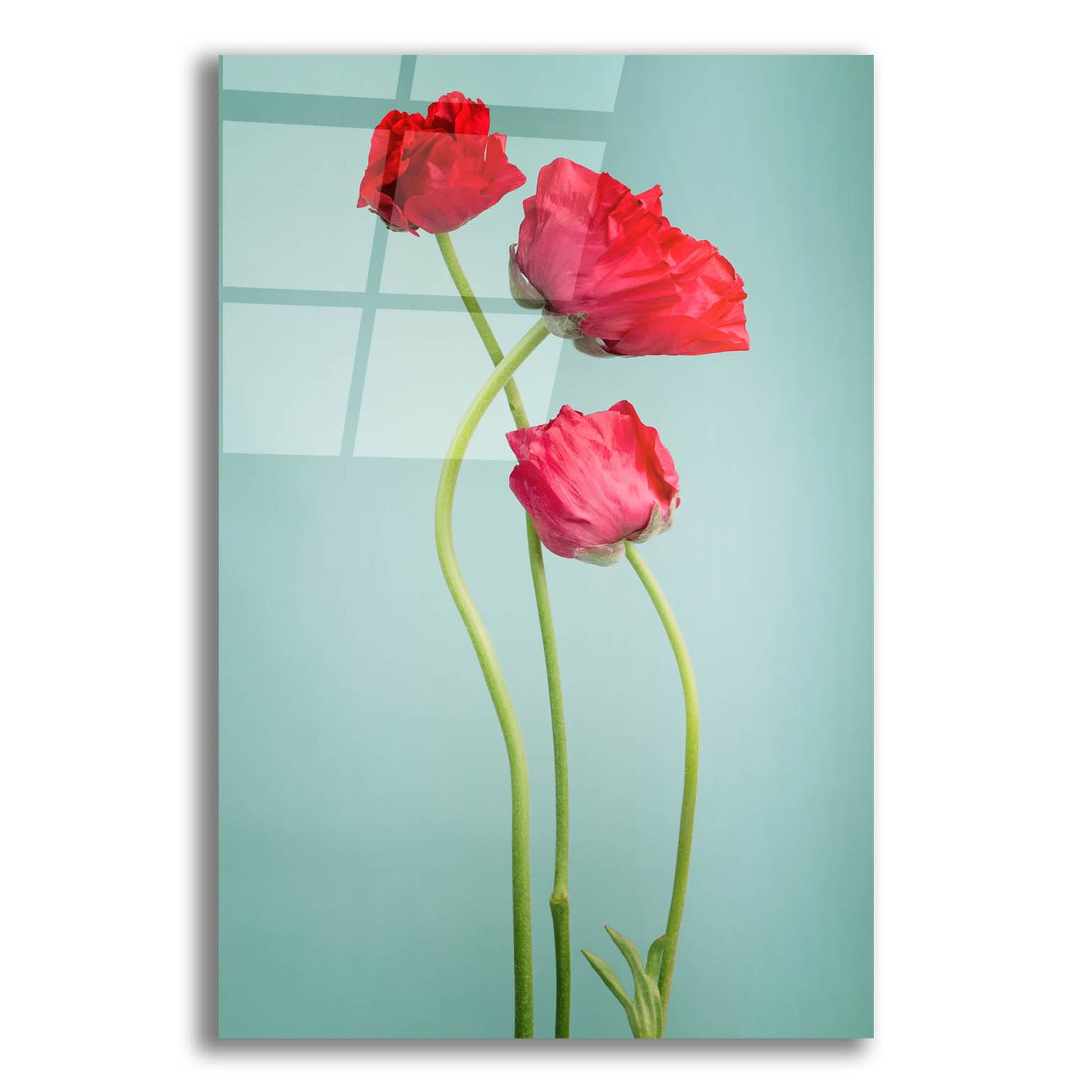 Epic Art 'Blue Poppy' by Photoinc Studio, Acrylic Glass Wall Art