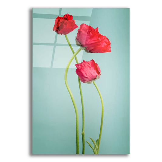 Epic Art 'Blue Poppy' by Photoinc Studio, Acrylic Glass Wall Art