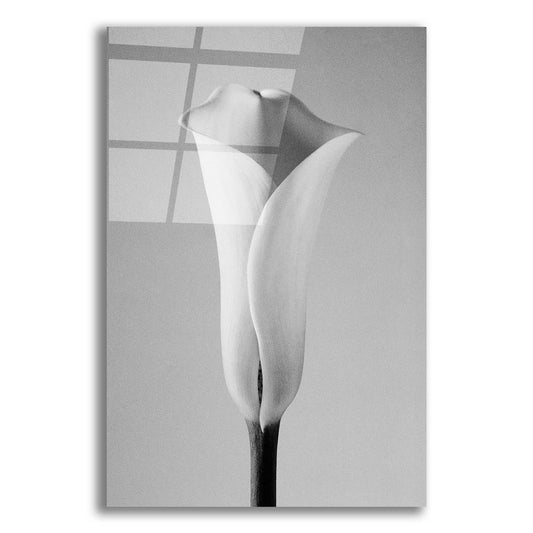 Epic Art 'Calla No. 1' by Photoinc Studio, Acrylic Glass Wall Art