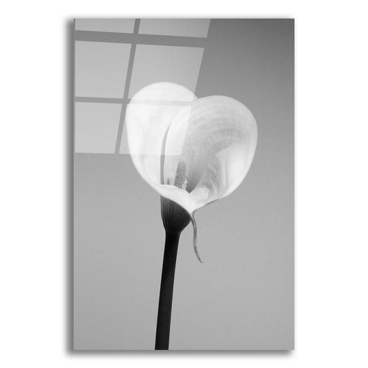 Epic Art 'Calla No. 2' by Photoinc Studio, Acrylic Glass Wall Art