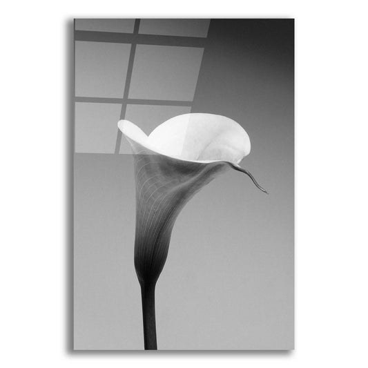 Epic Art 'Calla No. 3' by Photoinc Studio, Acrylic Glass Wall Art