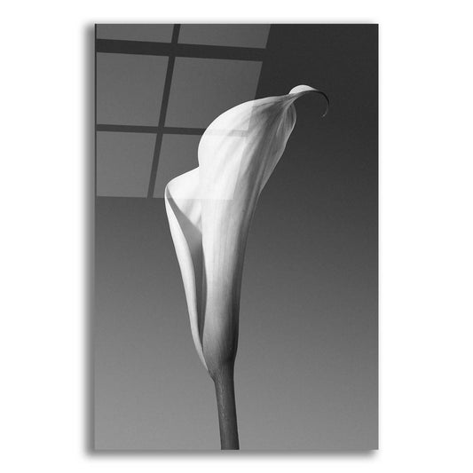 Epic Art 'Calla No. 4' by Photoinc Studio, Acrylic Glass Wall Art