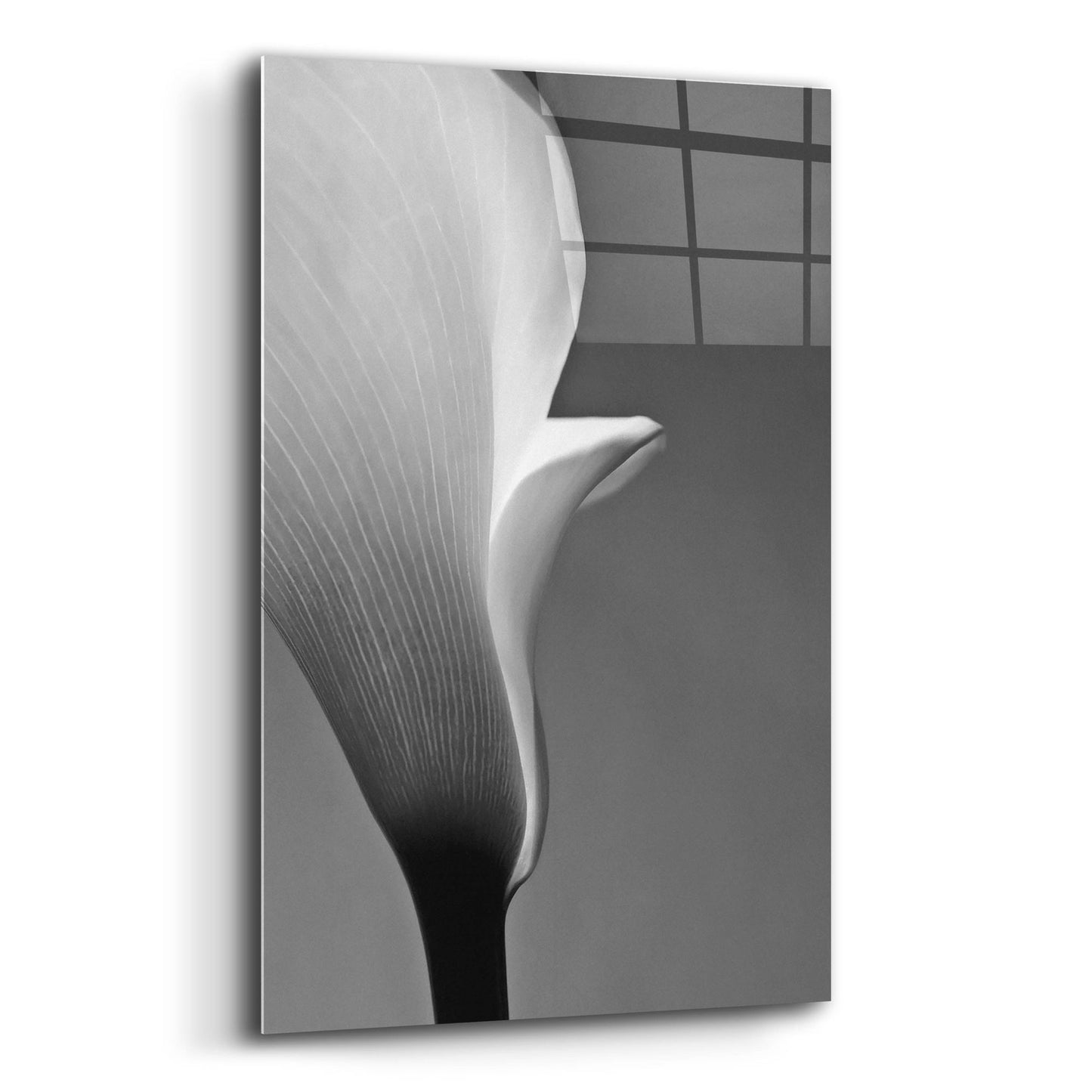 Epic Art 'Calla No. 5' by Photoinc Studio, Acrylic Glass Wall Art,12x16