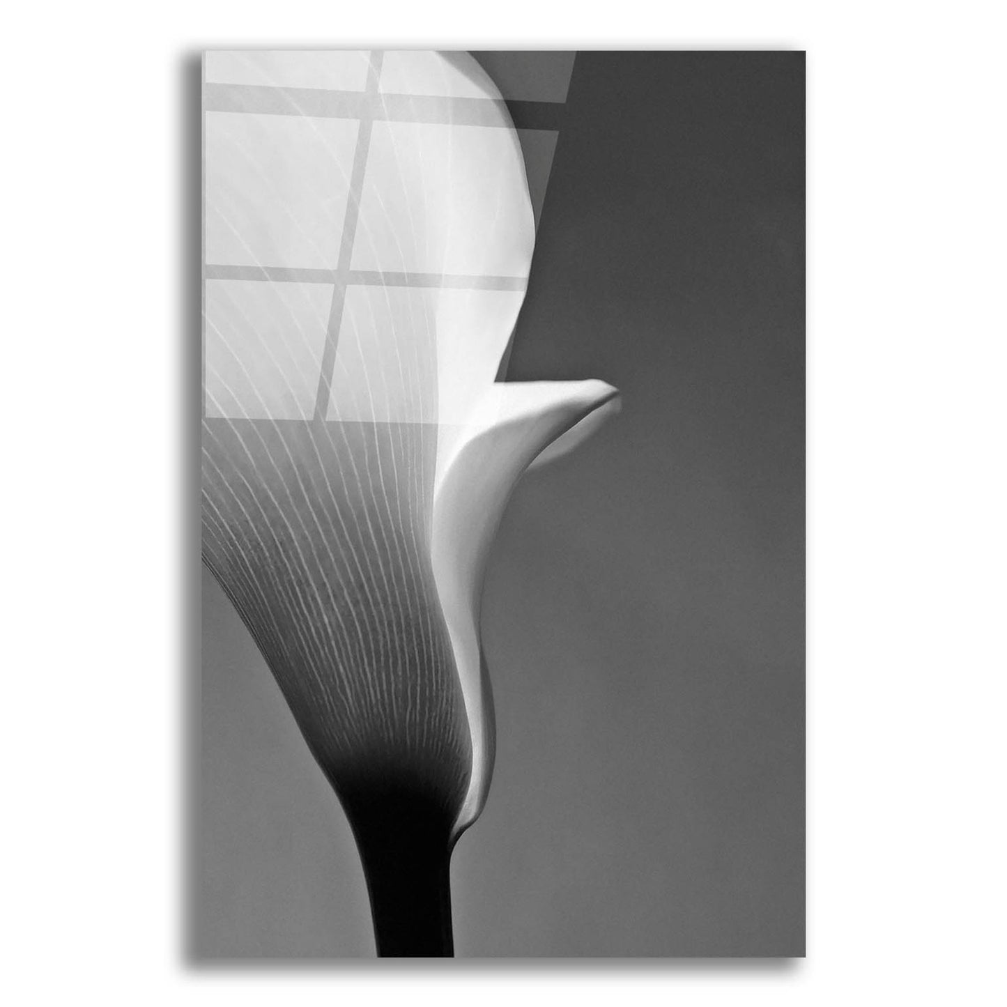 Epic Art 'Calla No. 5' by Photoinc Studio, Acrylic Glass Wall Art