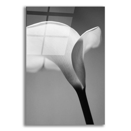 Epic Art 'Calla No. 6' by Photoinc Studio, Acrylic Glass Wall Art