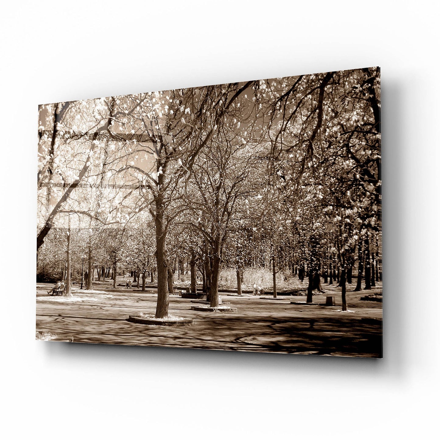 Epic Art 'Cherry Tree Park' by Photoinc Studio, Acrylic Glass Wall Art,16x12